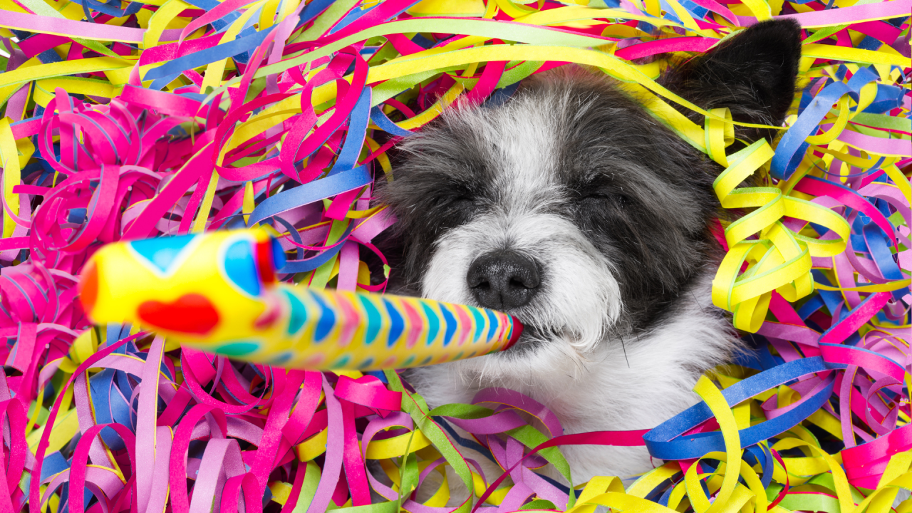 Pet Friendly Resolutions For 2024