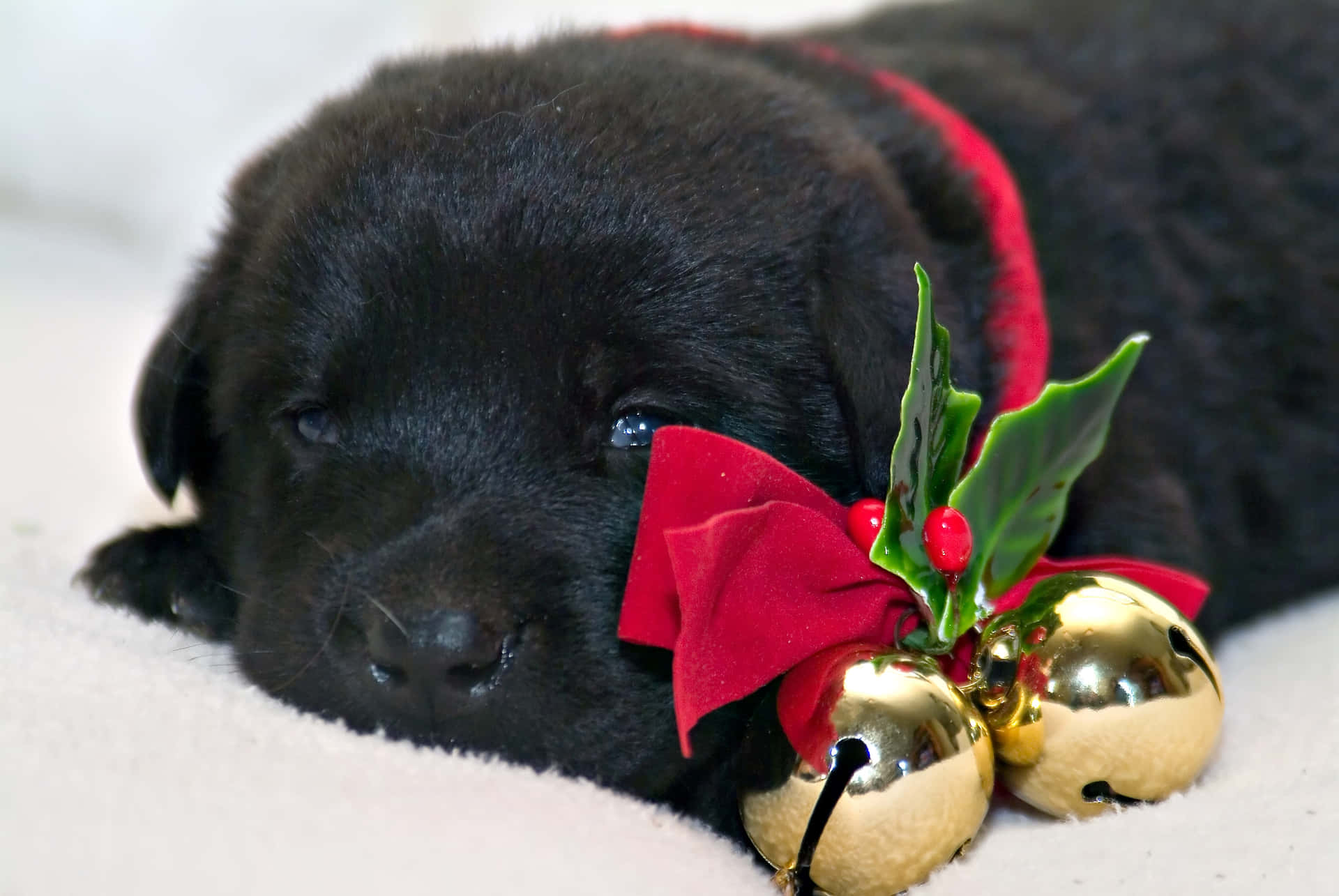 Download Adorable Black Lab Puppies