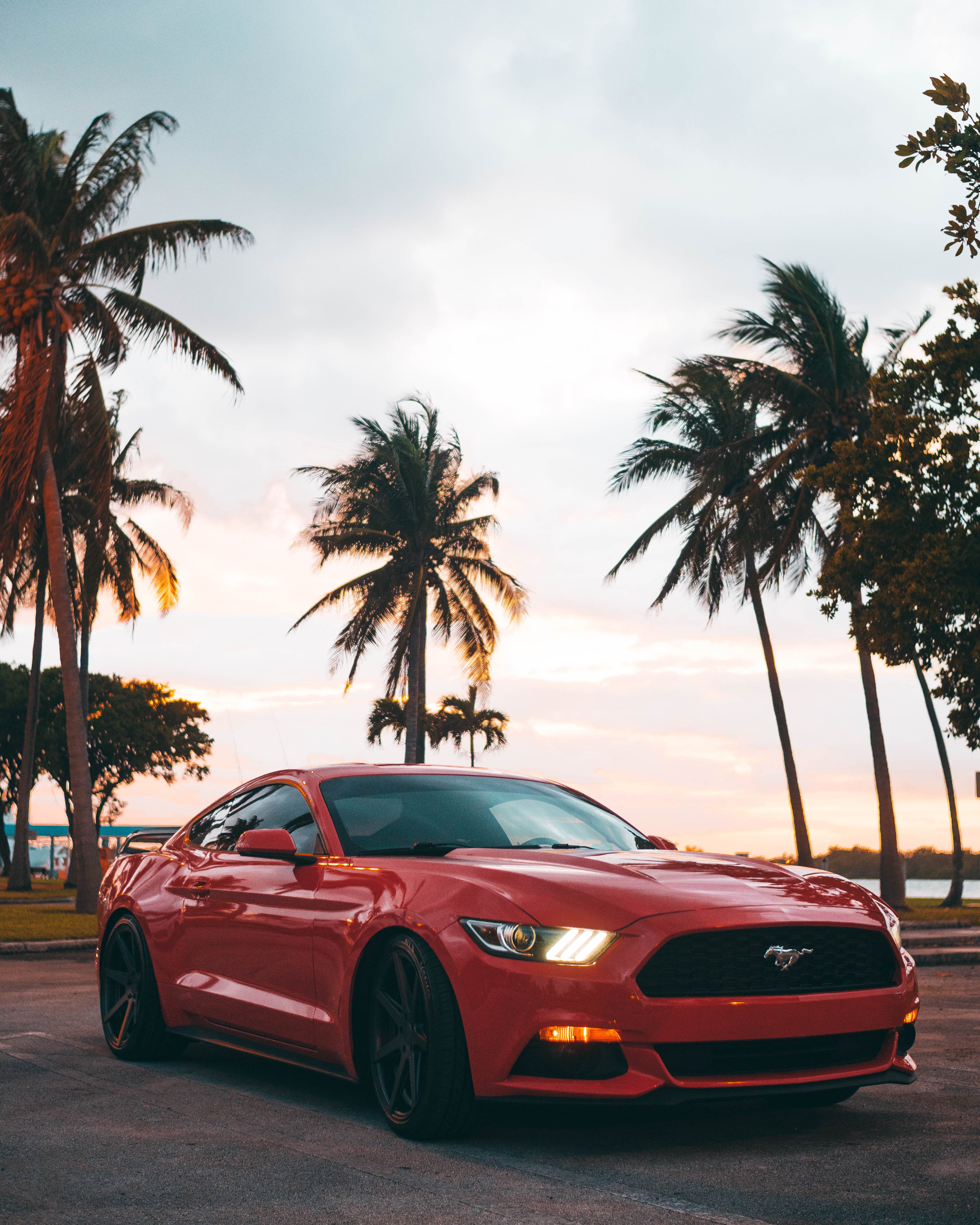 Download Mustang wallpaper