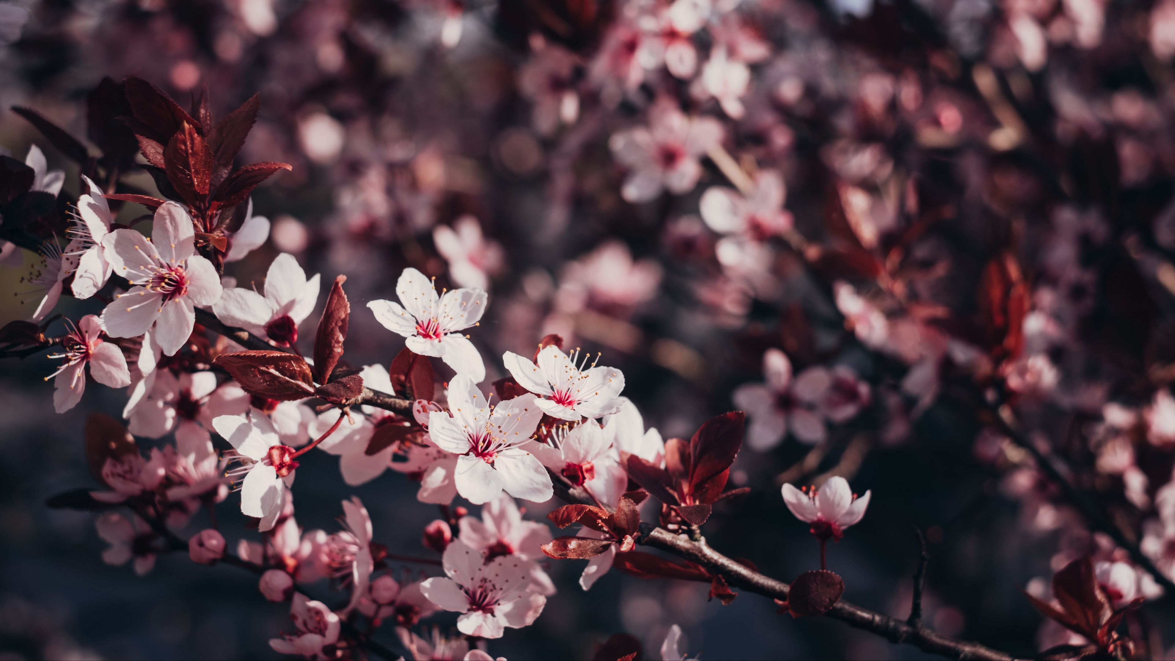 Download wallpaper 3840x2160 sakura