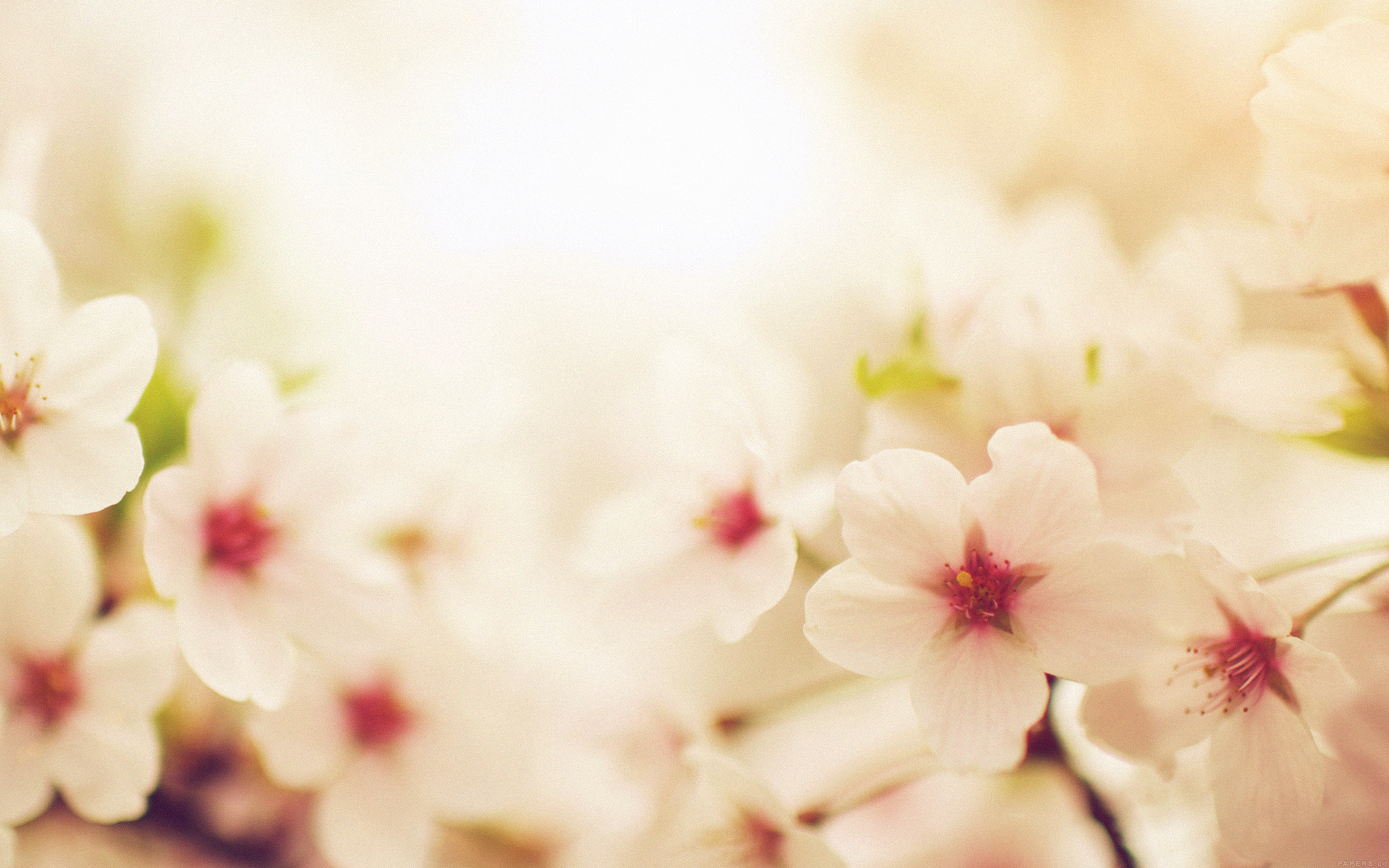 Blossom Cherry Spring Red Sakura