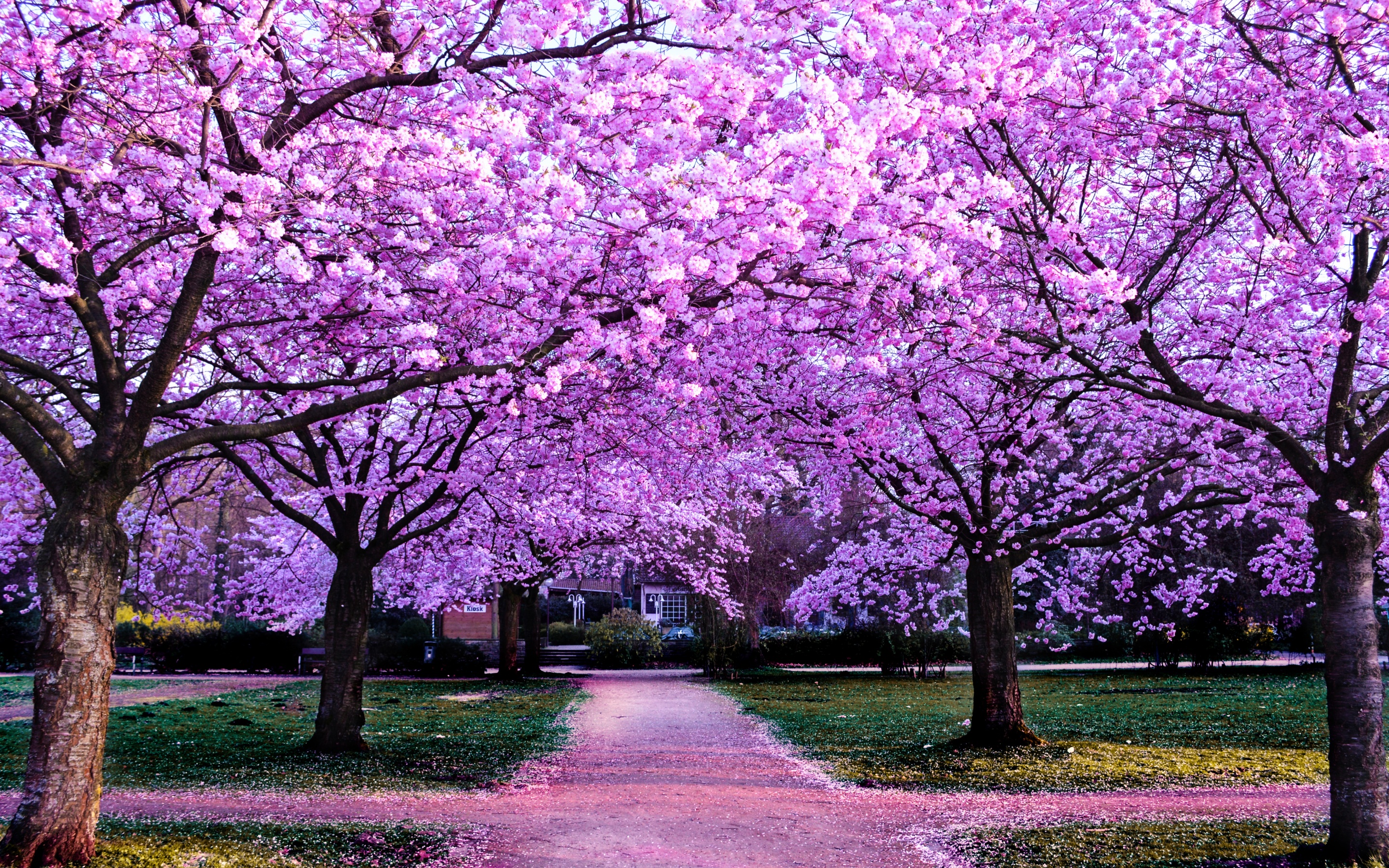 Cherry Blossom Trees Wallpaper 4K