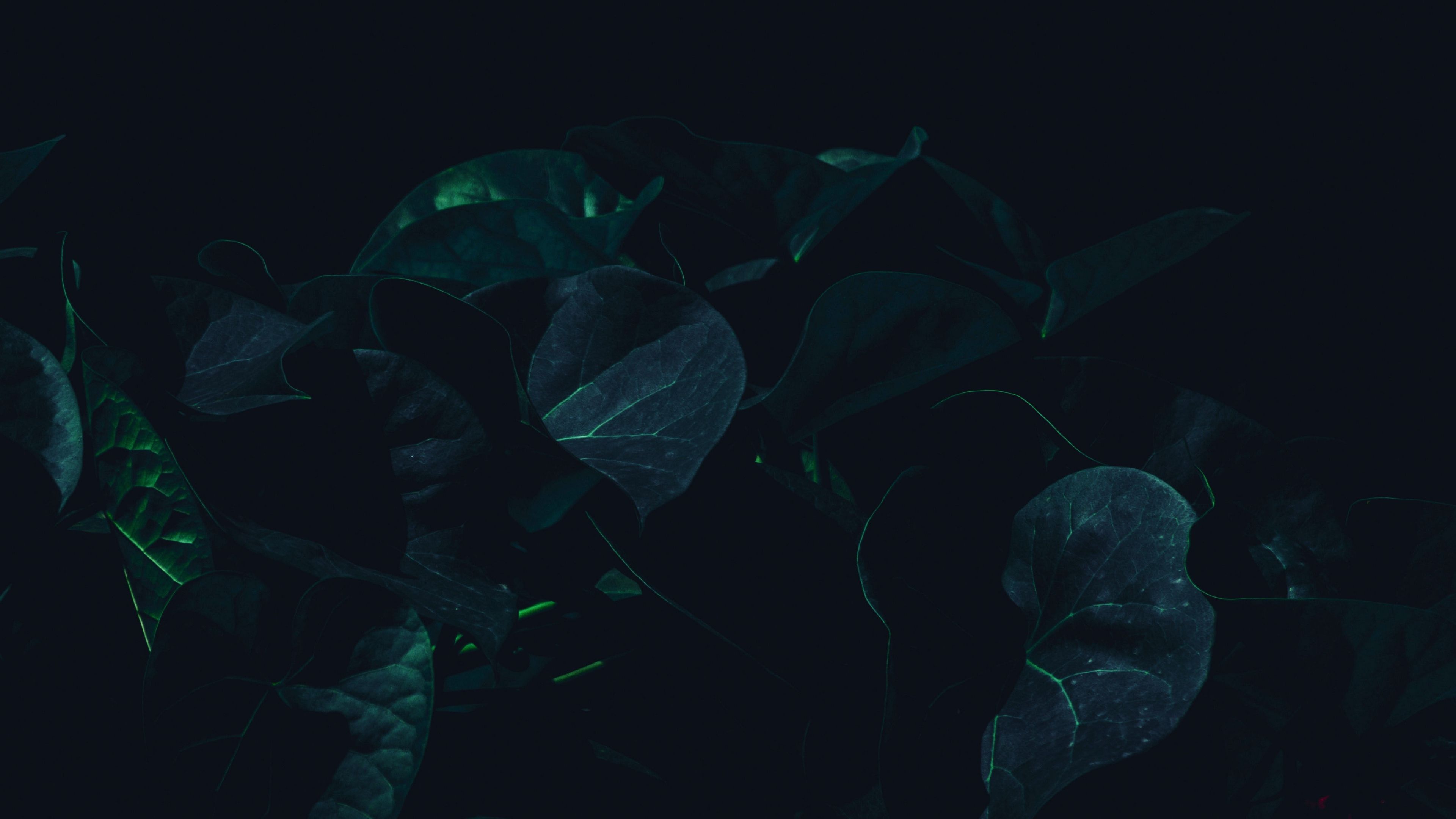 leaves, plant, dark, green, shade 4k