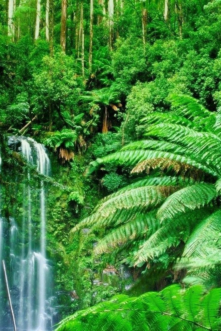 Amazon Rainforest Rainfall Wallpaper