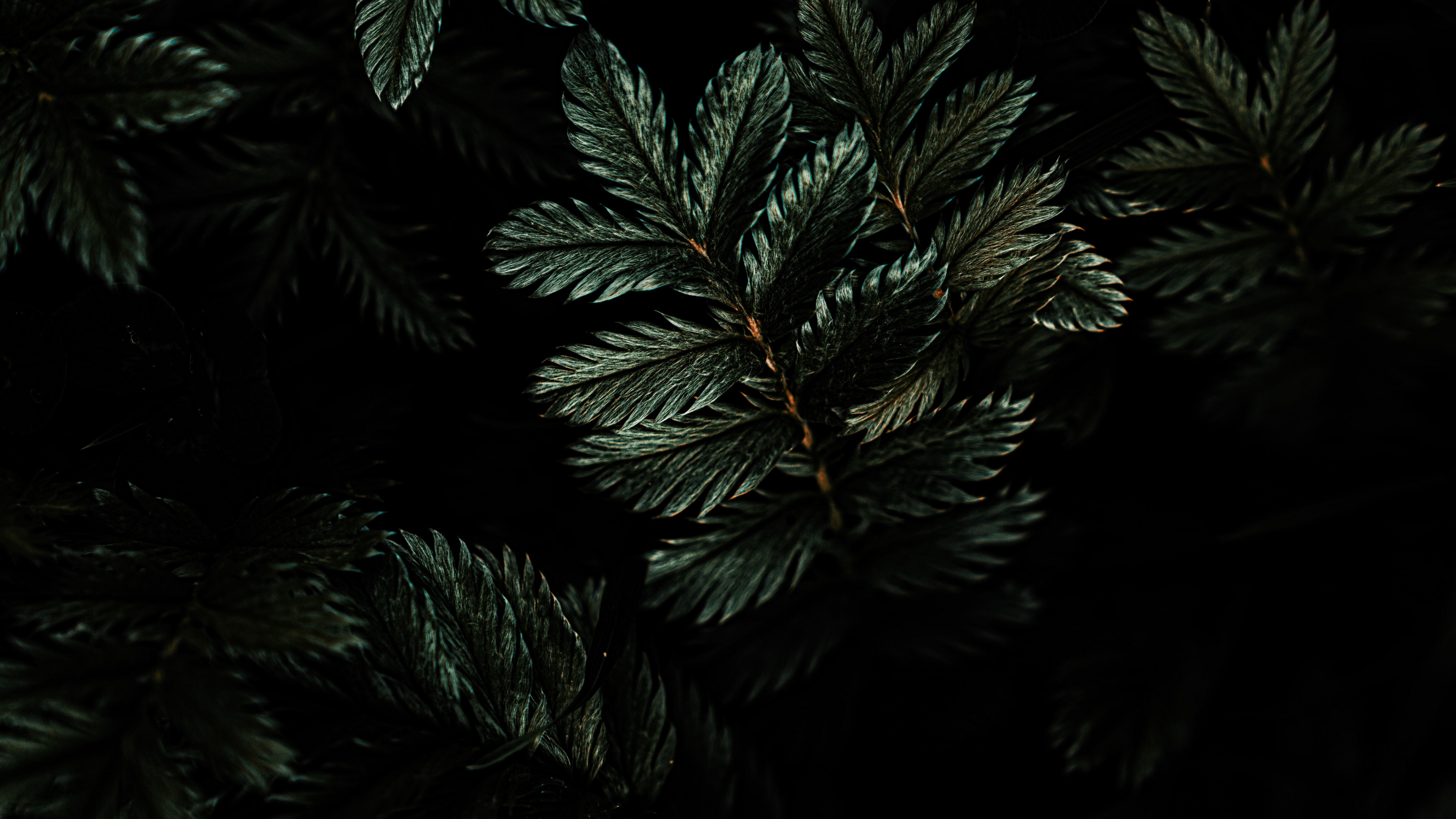 wallpaper 3840x2160 leaves, branches