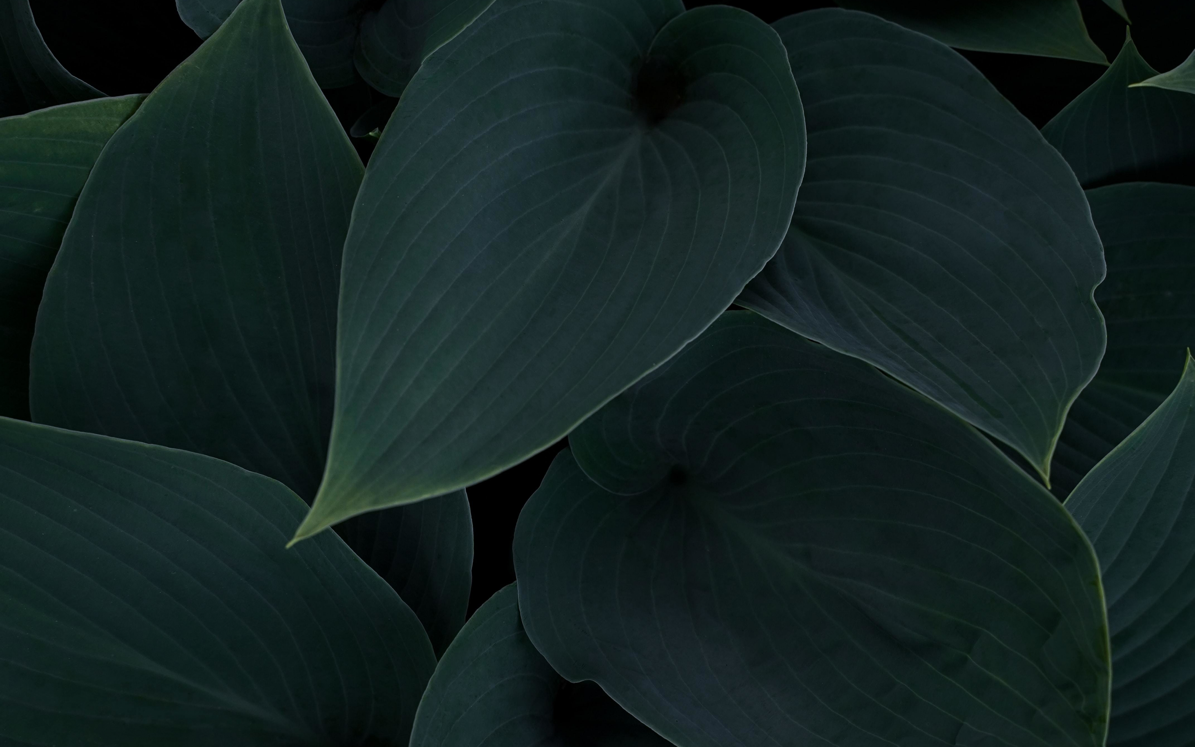 Download wallpaper 3840x2400 plant