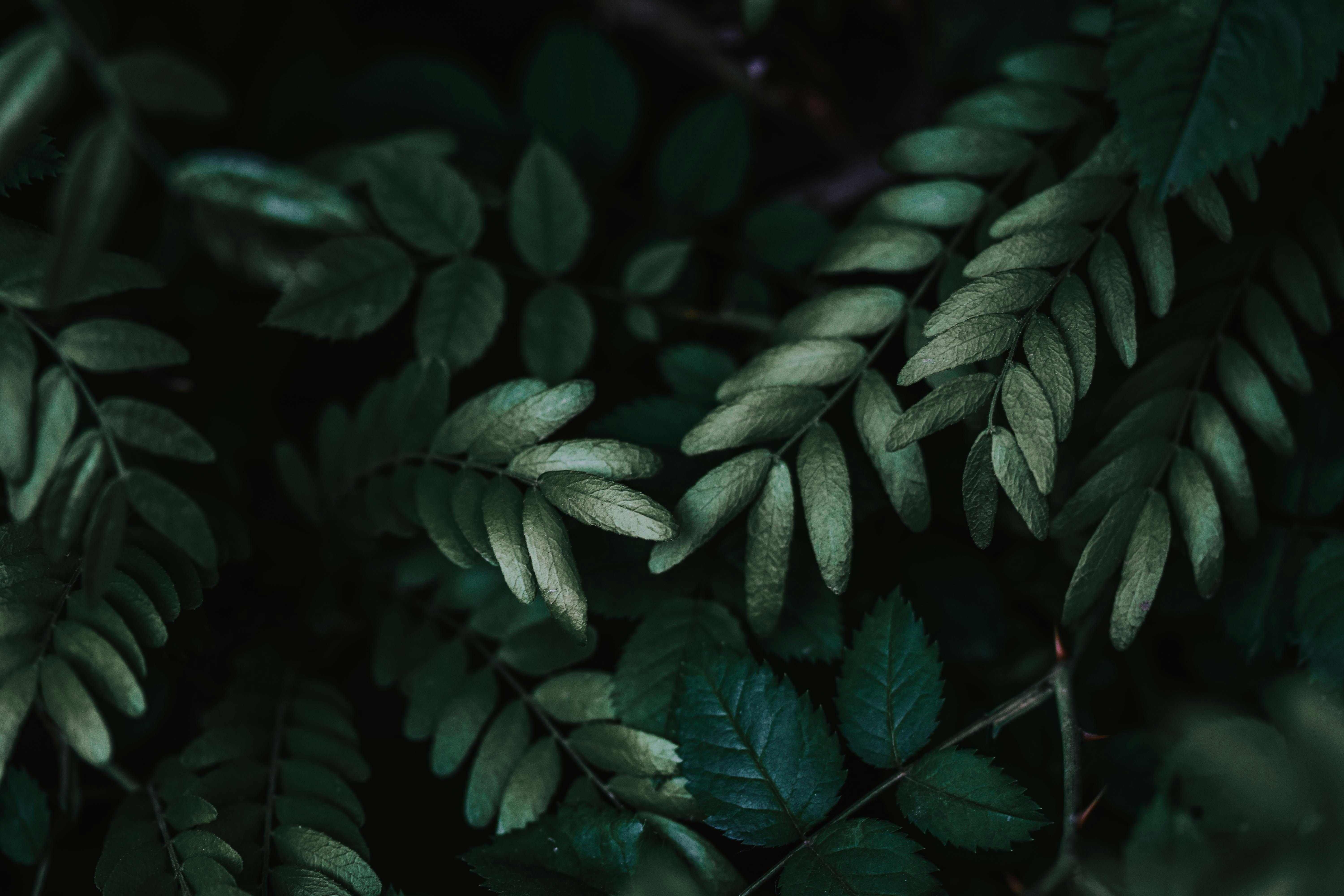 Leaves in Dark · Free
