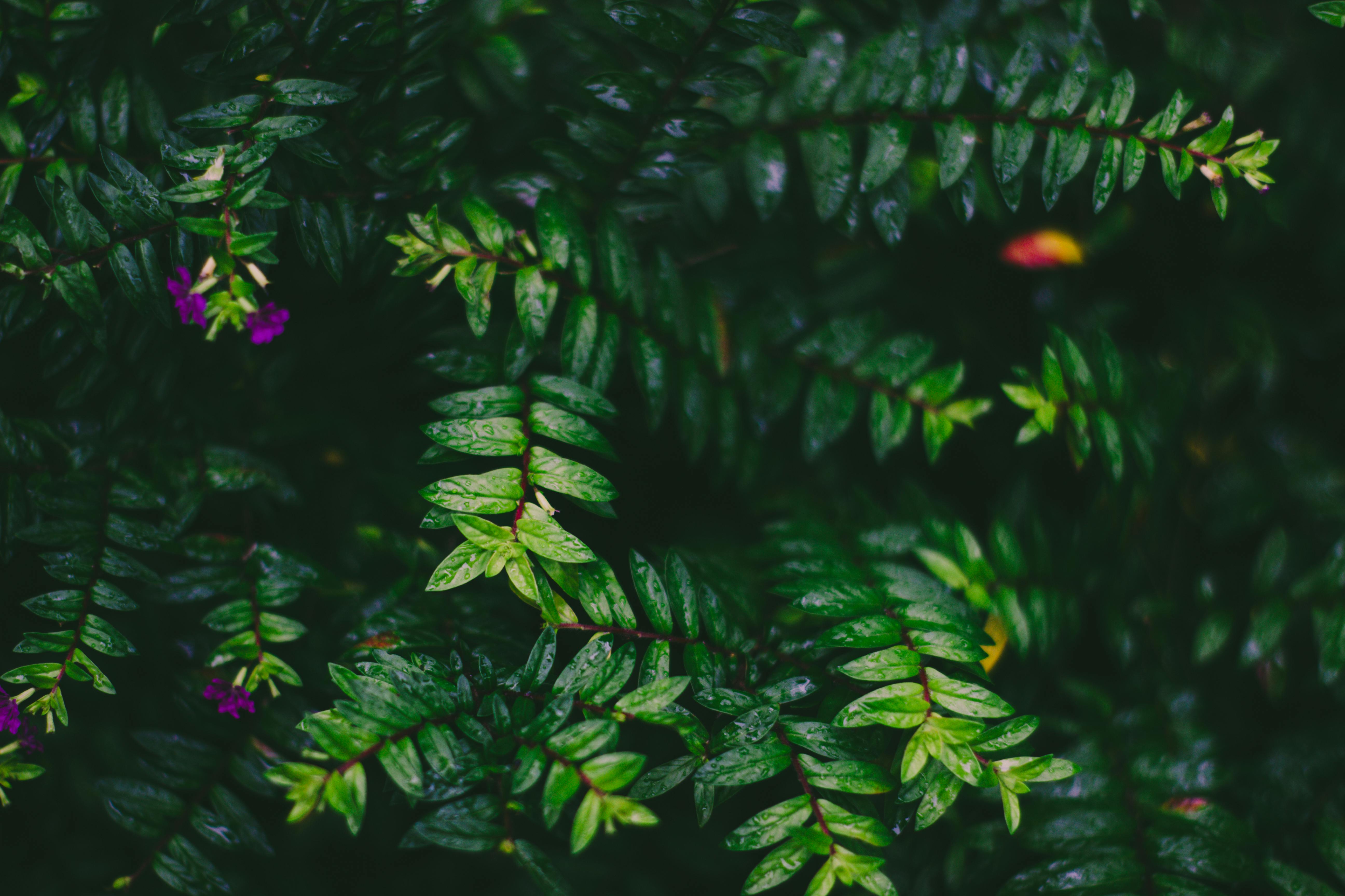 Dark Green Leaves · Free