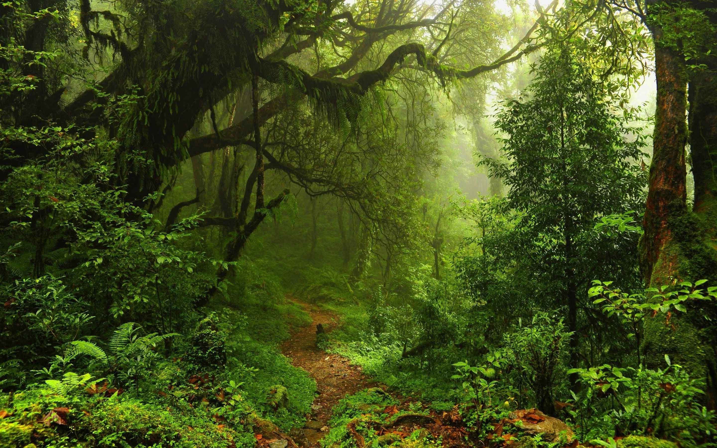 Rain Forest Wallpaper