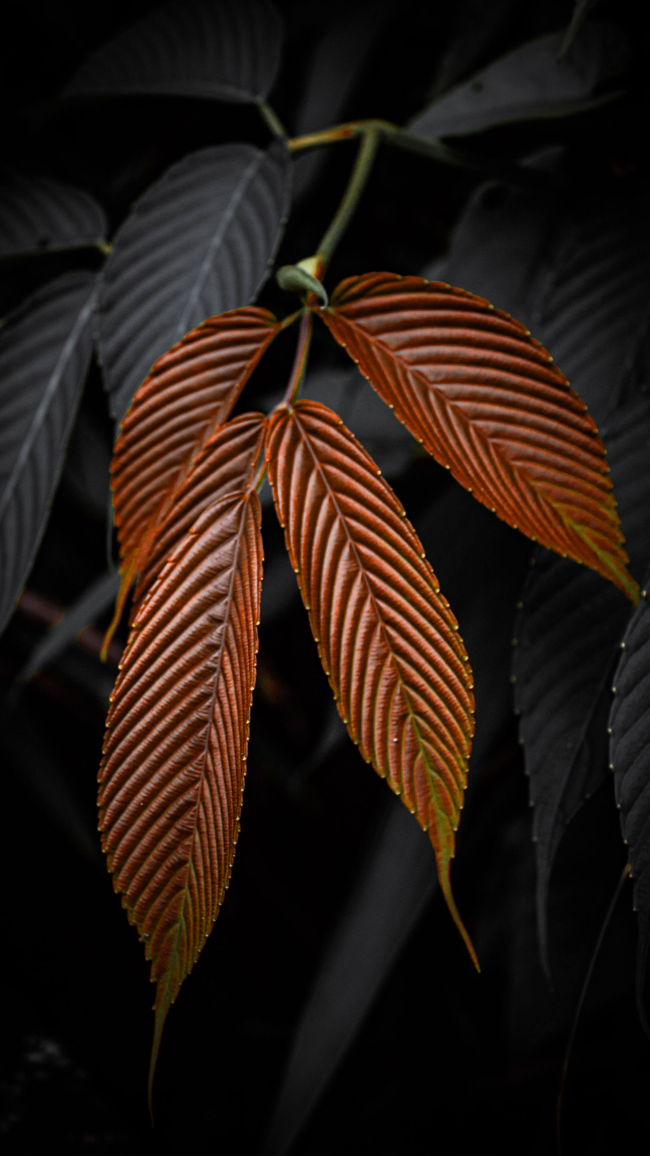 Brown Golden Leaves Dark Background 4K