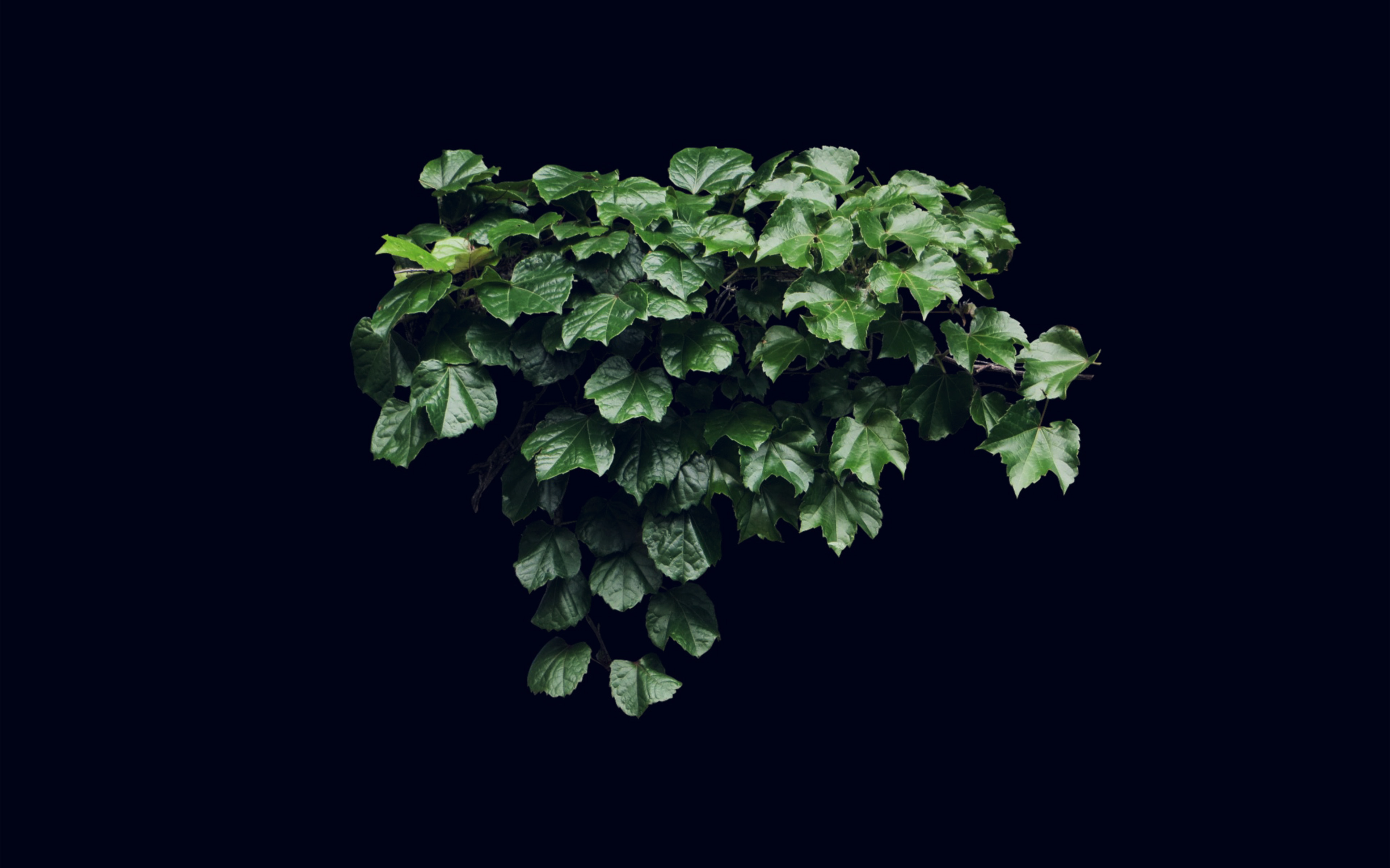 Truevine Dark Nature Green Flower Leaf