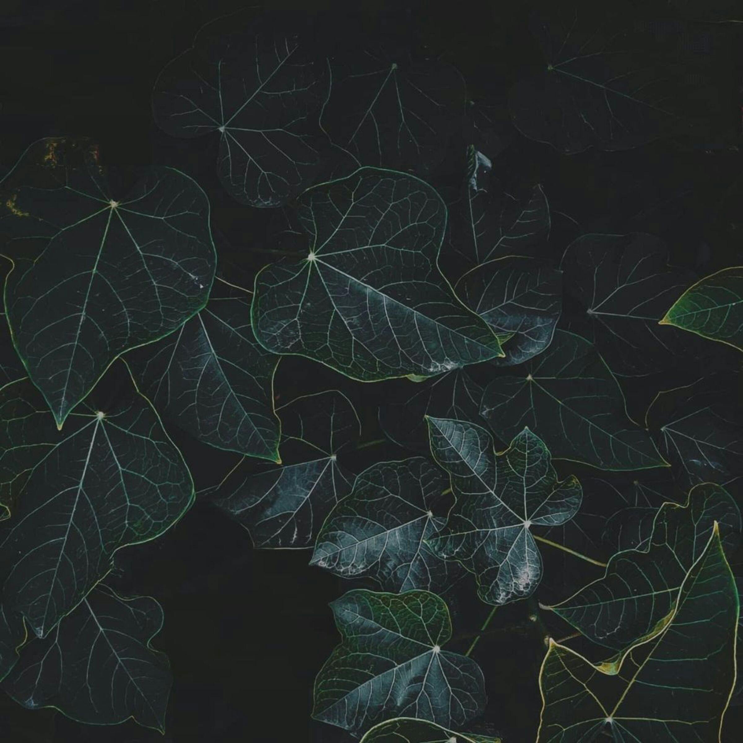 Dark Photo of Ivy Leaves · Free