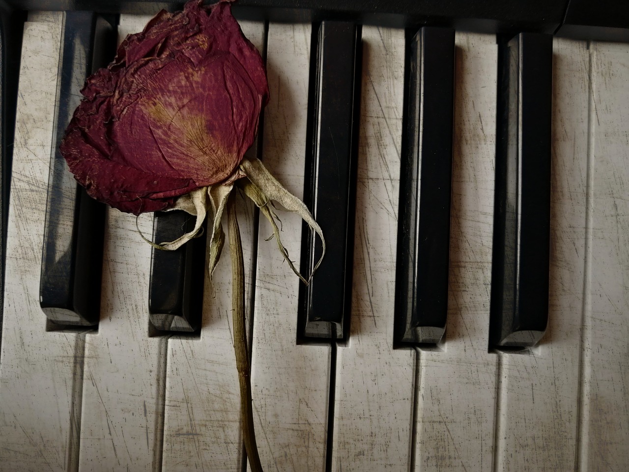 Piano Dried Rose Music
