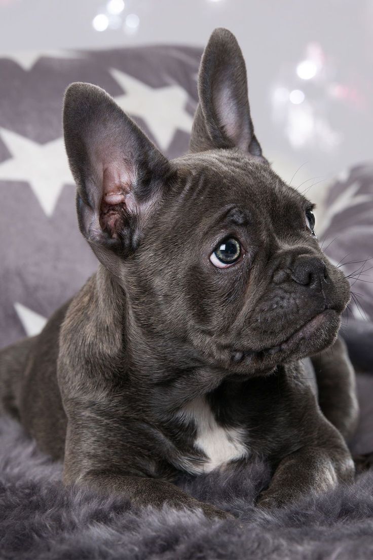 Merle French Bulldog. Brindle french