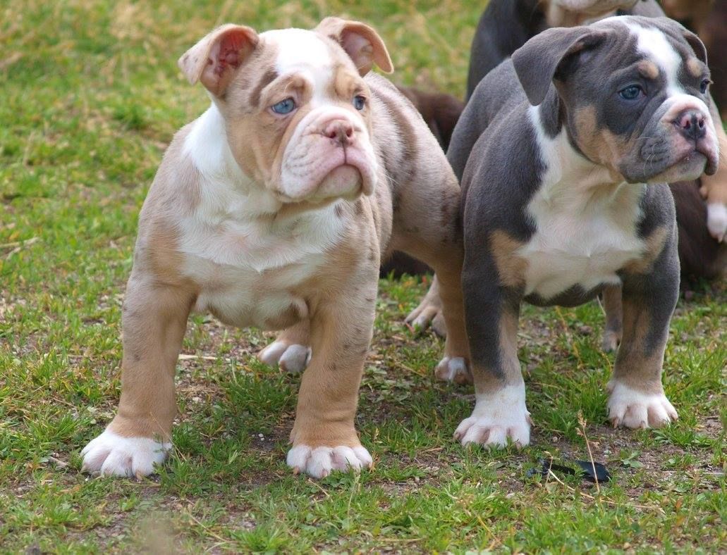 Merle Bulldog. Cute Bulldog Puppies