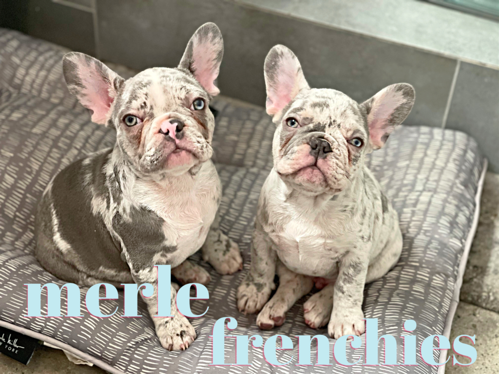 Merle French Bulldog Puppies Available
