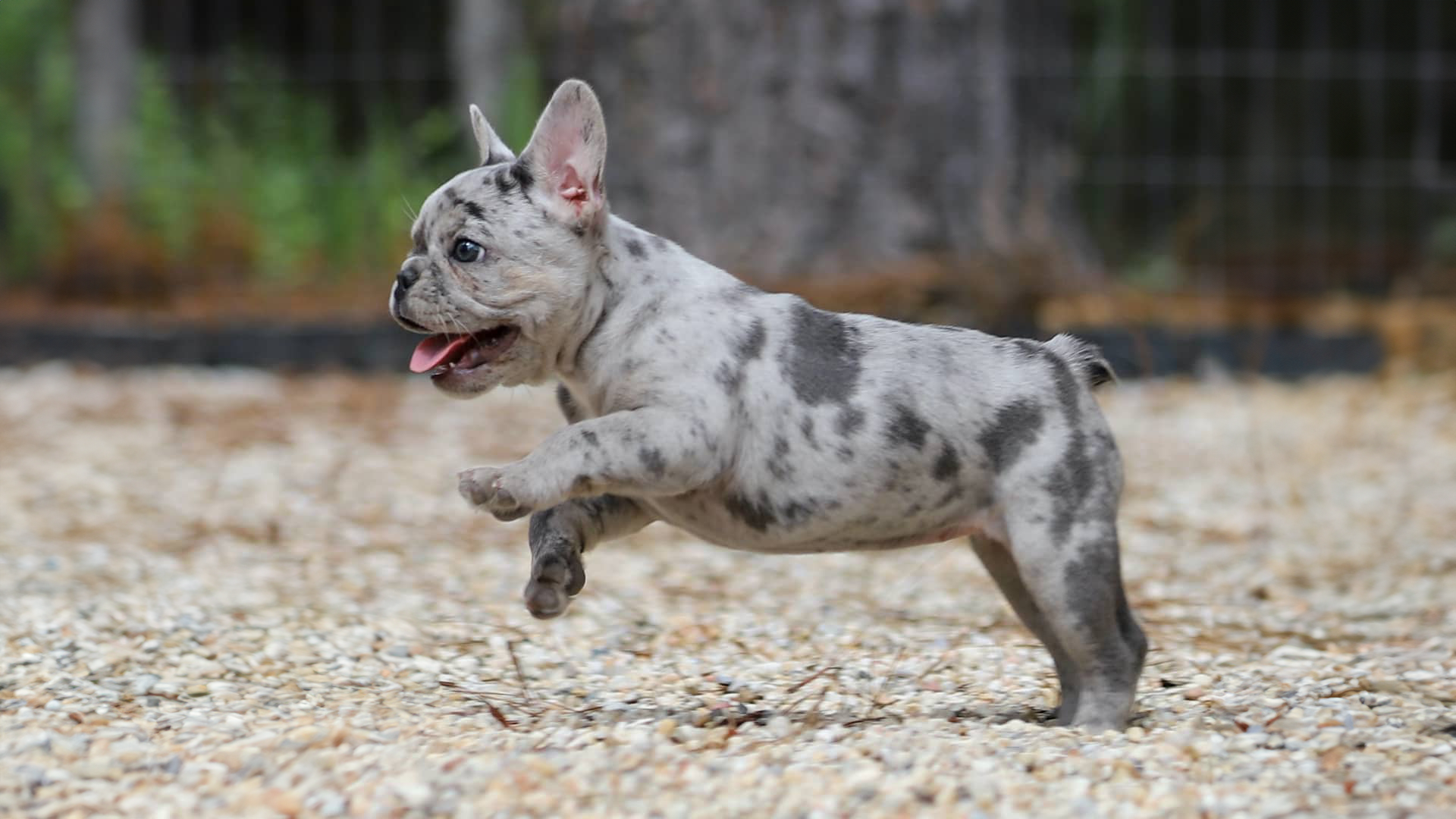Johnson House Bullies. French Bulldog