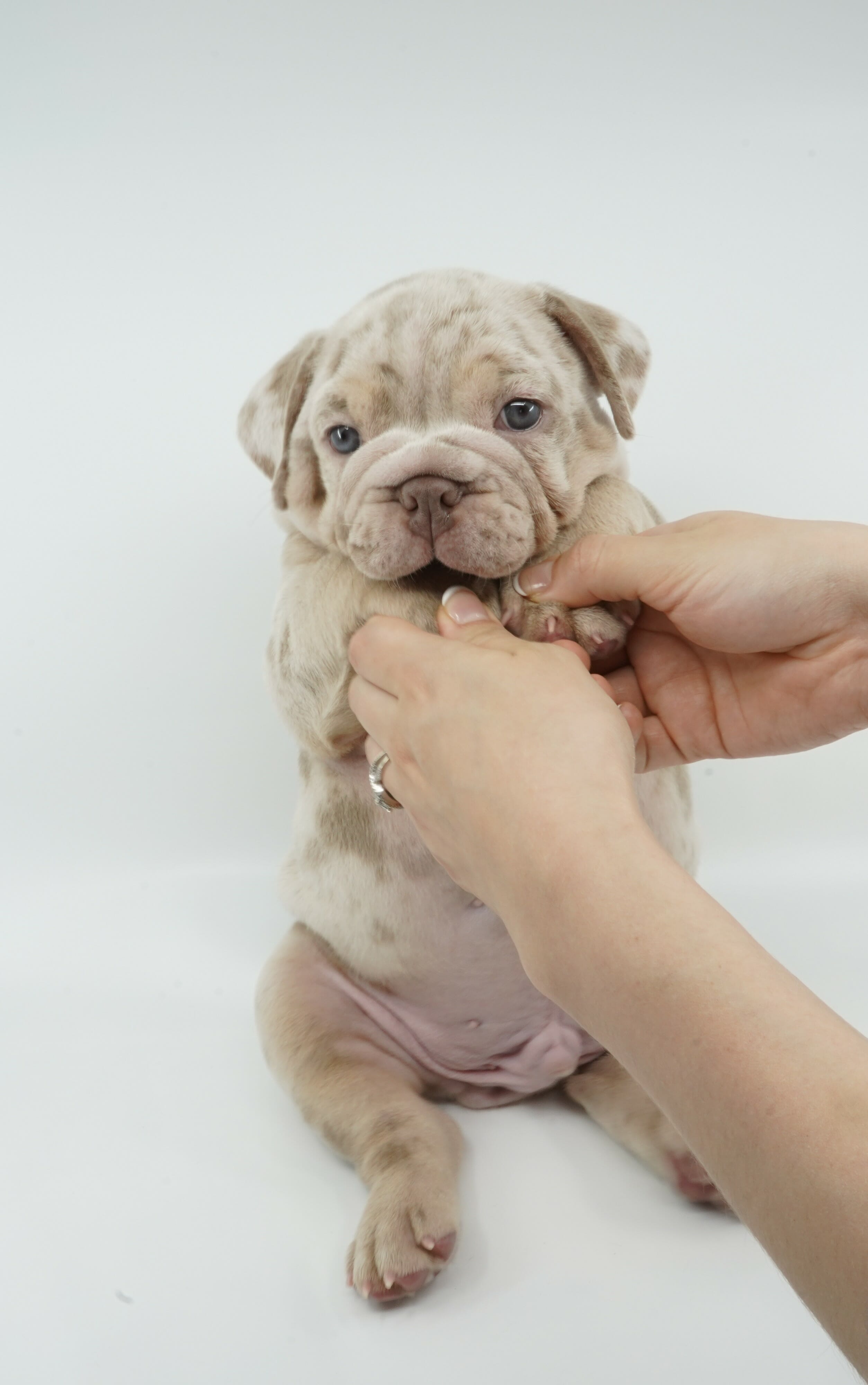 – Male Full Suit Lilac Tri Merle