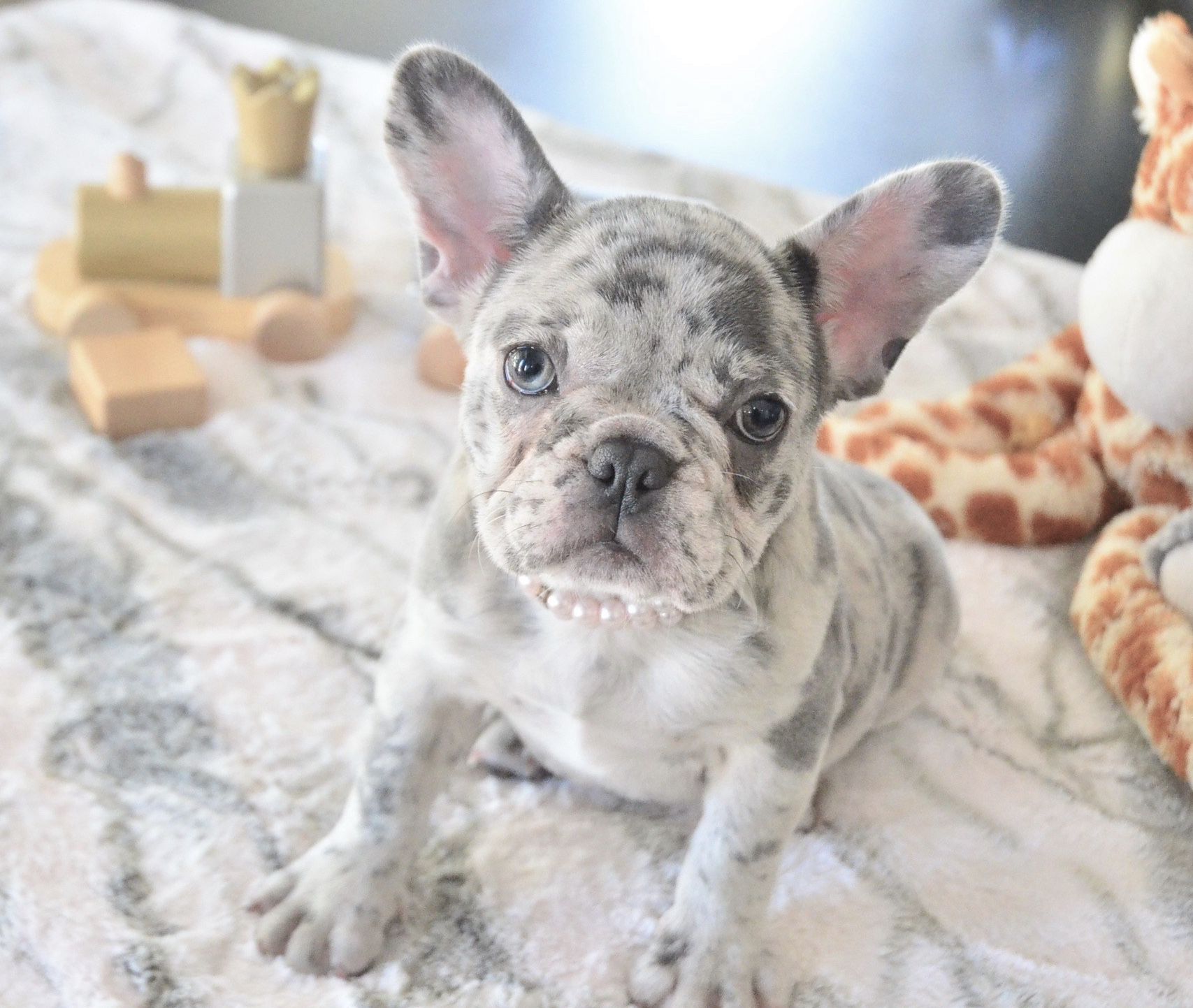 Adorable Blue Merle French Bulldog Puppy