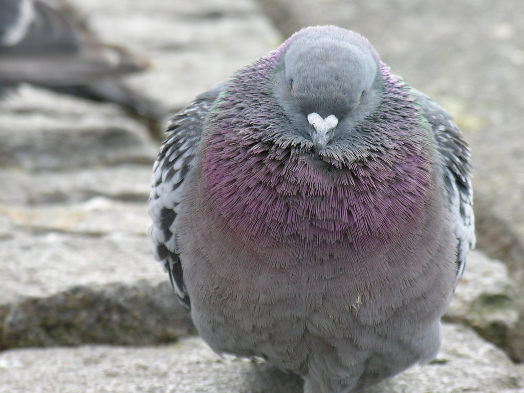 fat pigeon. icelandic pigeons