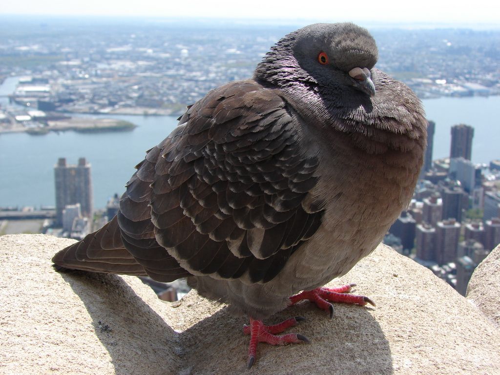 Fat Pigeon Wallpapers - Wallpaper Cave