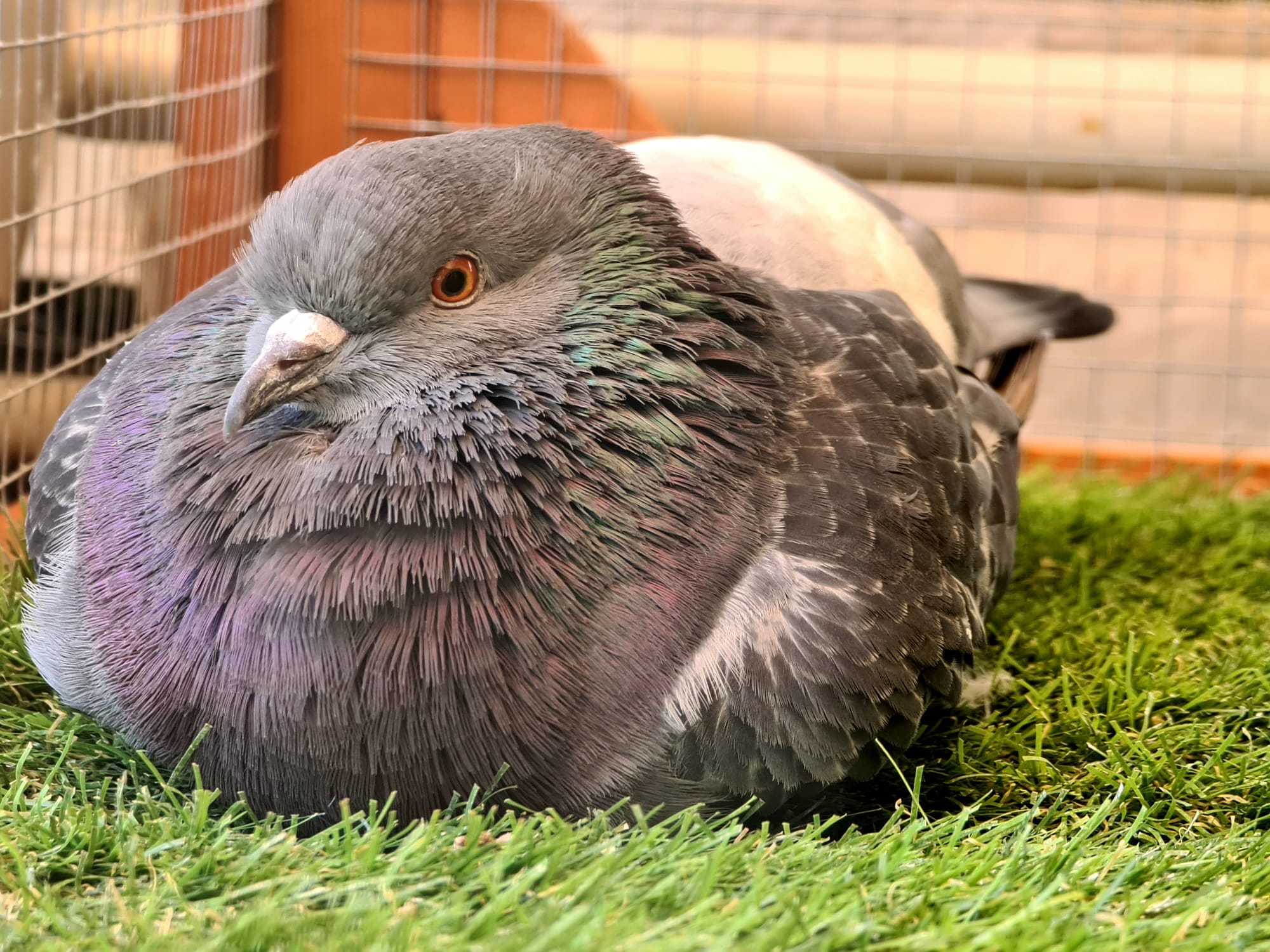 pigeon panda dunks