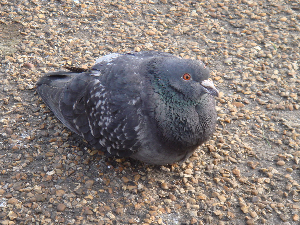 big fat pigeon!