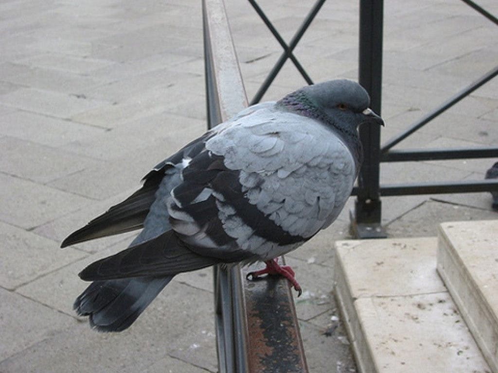 Lessons Learned From Big Fat Pigeon