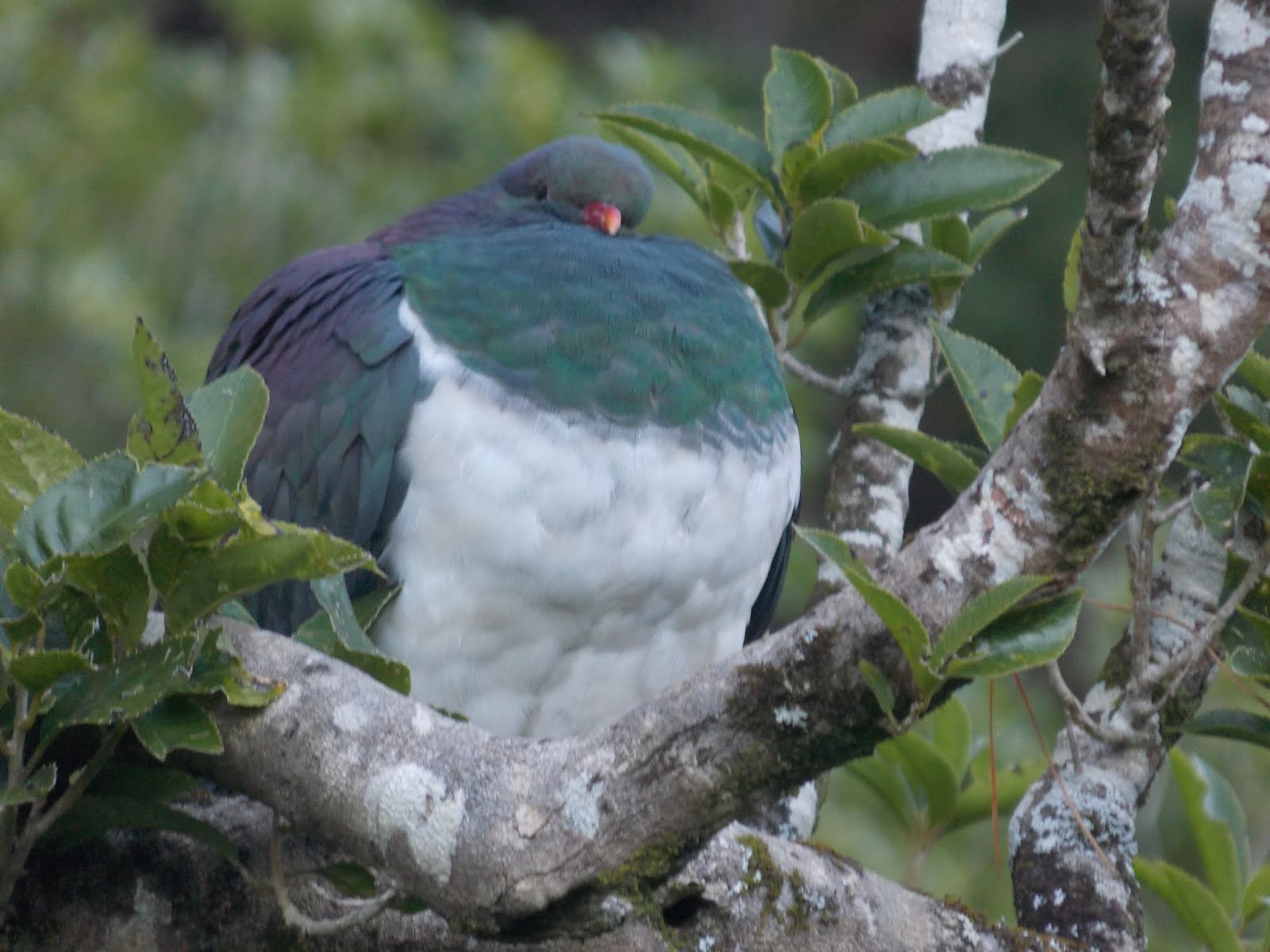 The kereru or New Zealand wood pigeon