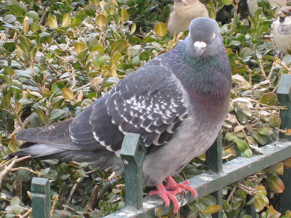 Notre Dame 16 Fat Pigeon. Vickie