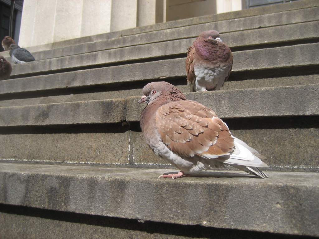 Fat Pigeon on Wall Street