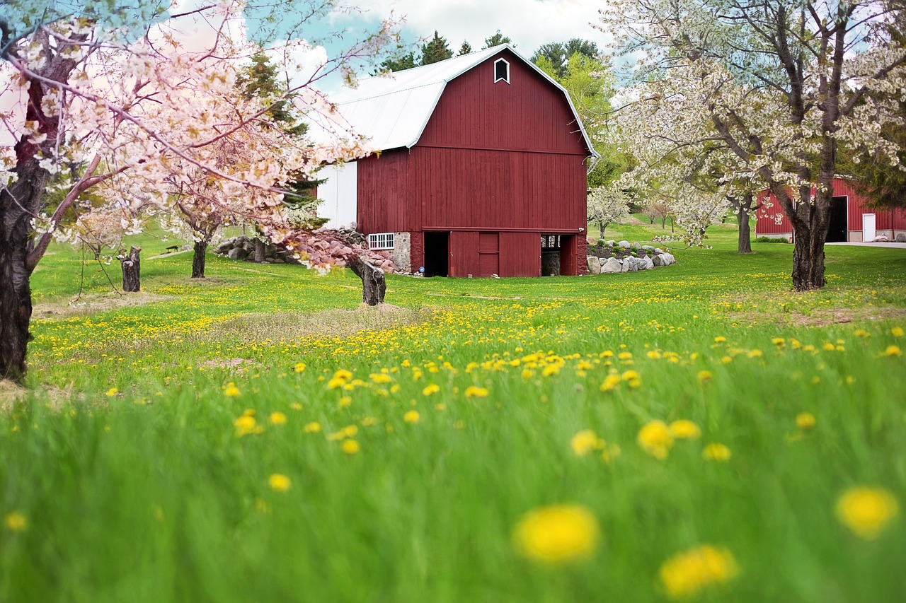 Red Barn Spring Flowering Trees