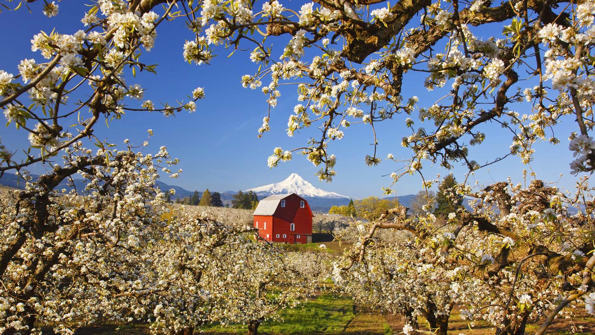 Apple Blossom Garden Spring