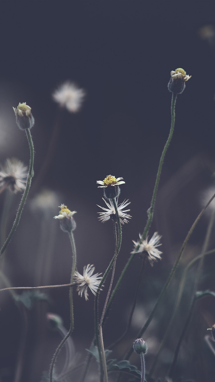 wallpaper. flower dark bokeh nature