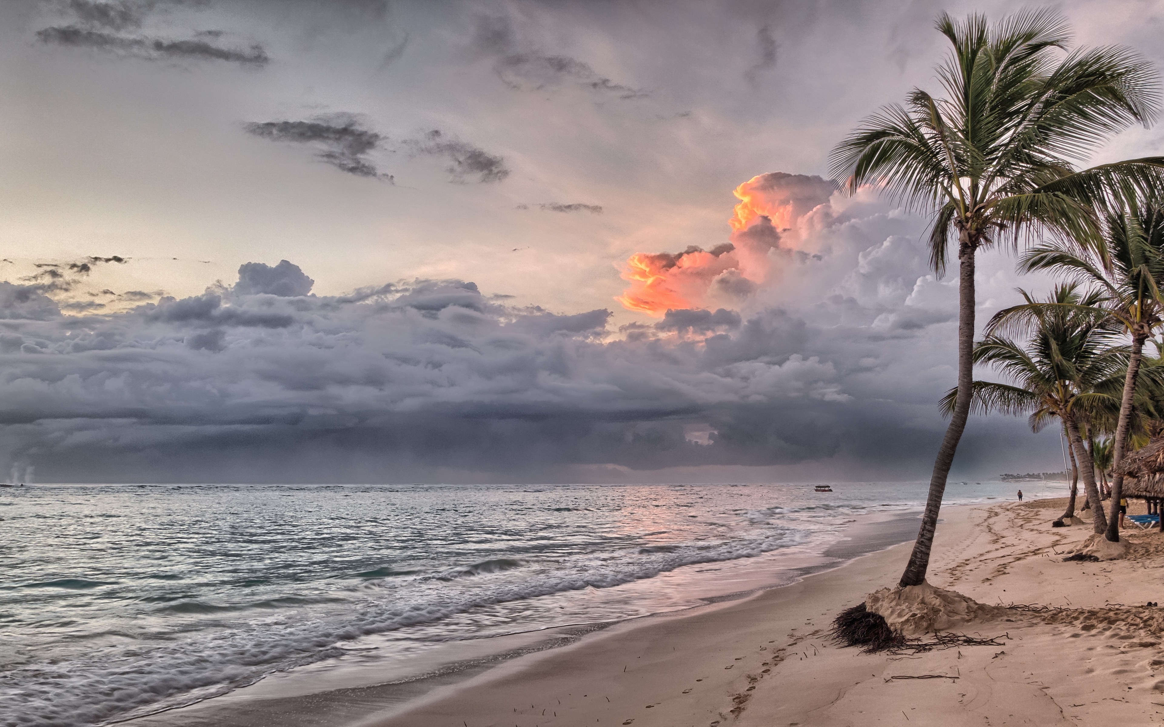 Beach Summer Ocean Trees Wind
