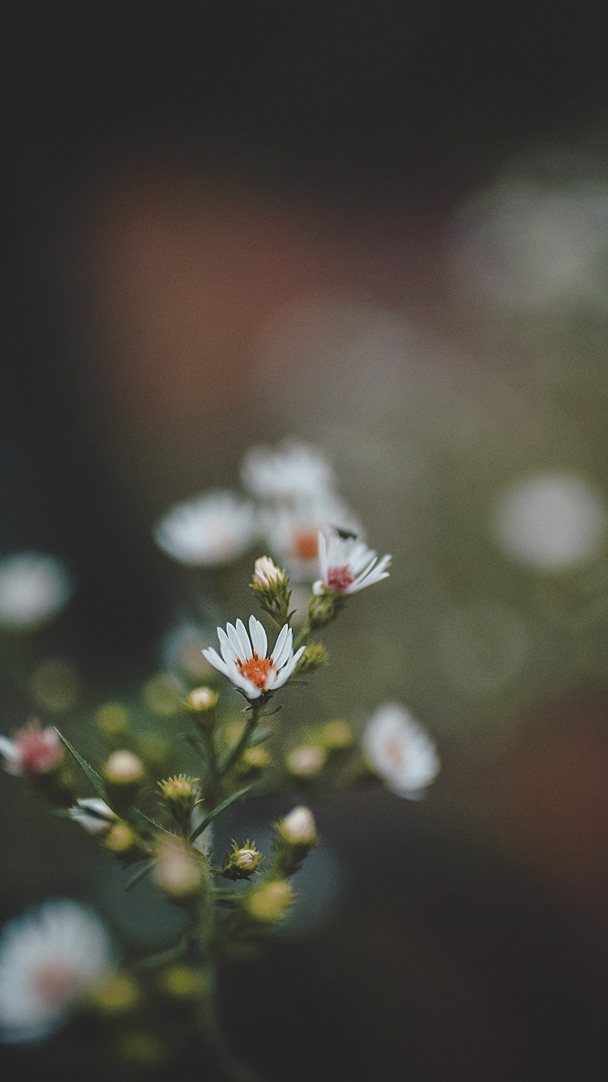 Bokeh Flower Nature Dark Red