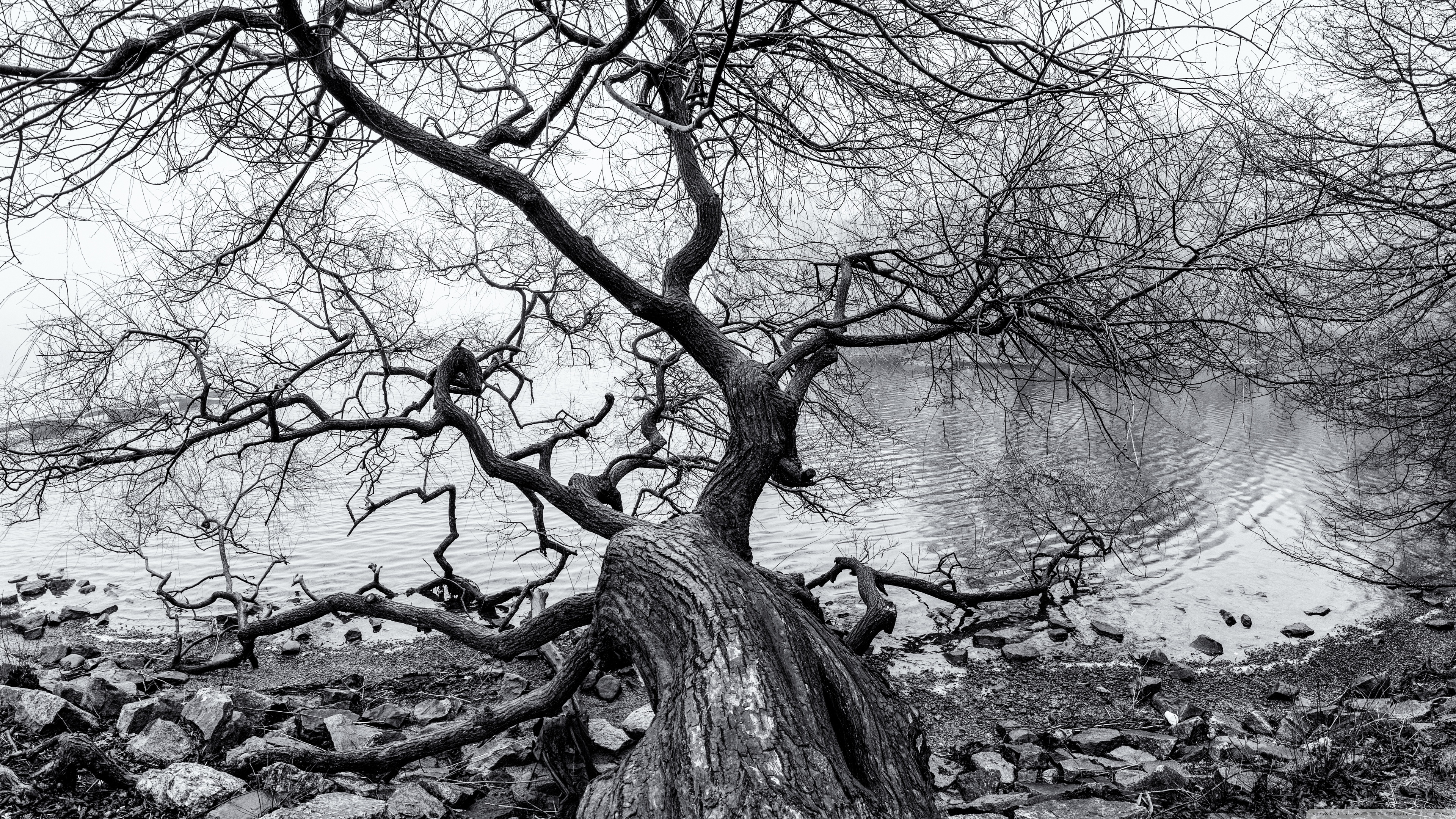 Desktop Background Wallpaper