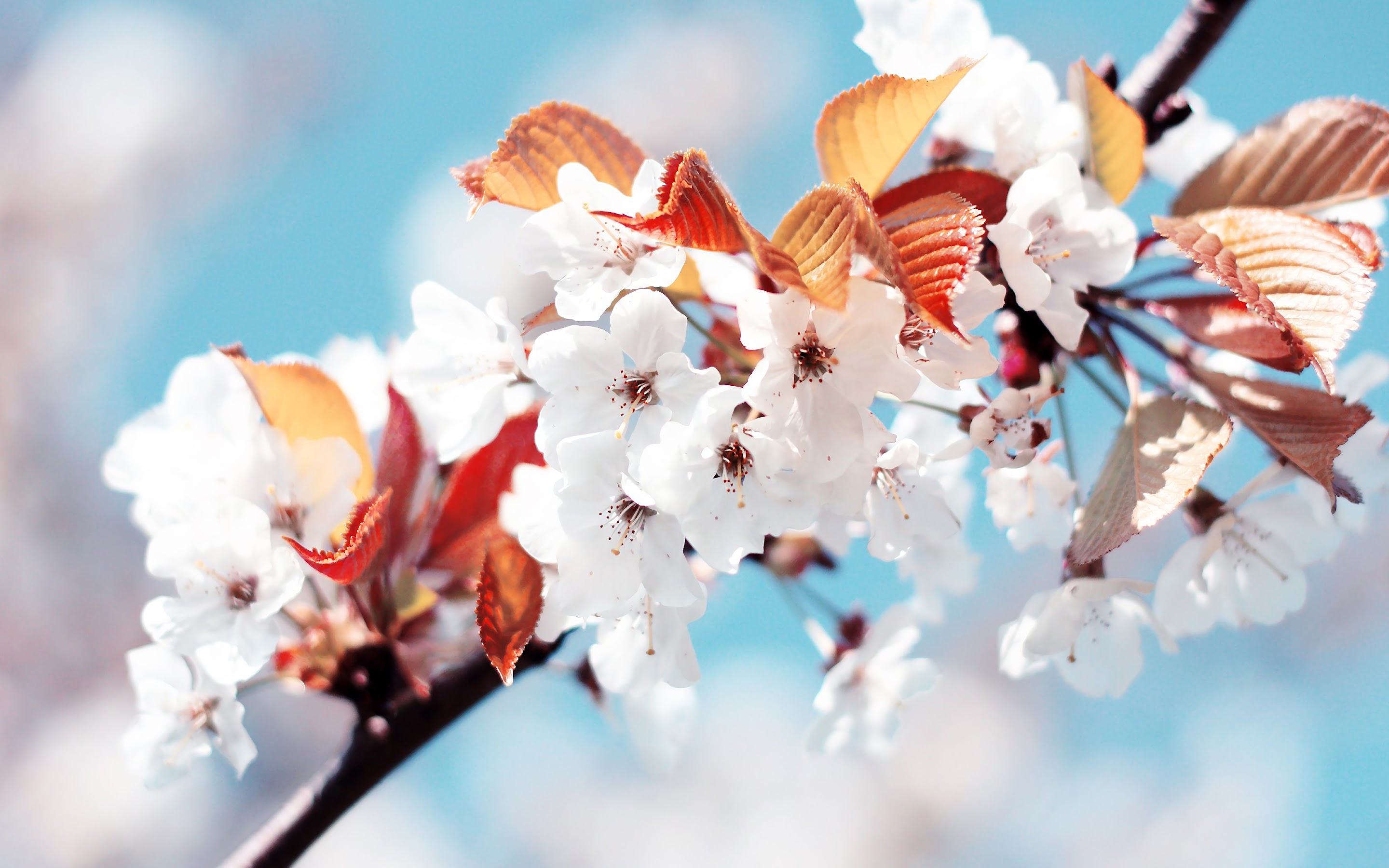 White Flower Nature 4K Wallpaper