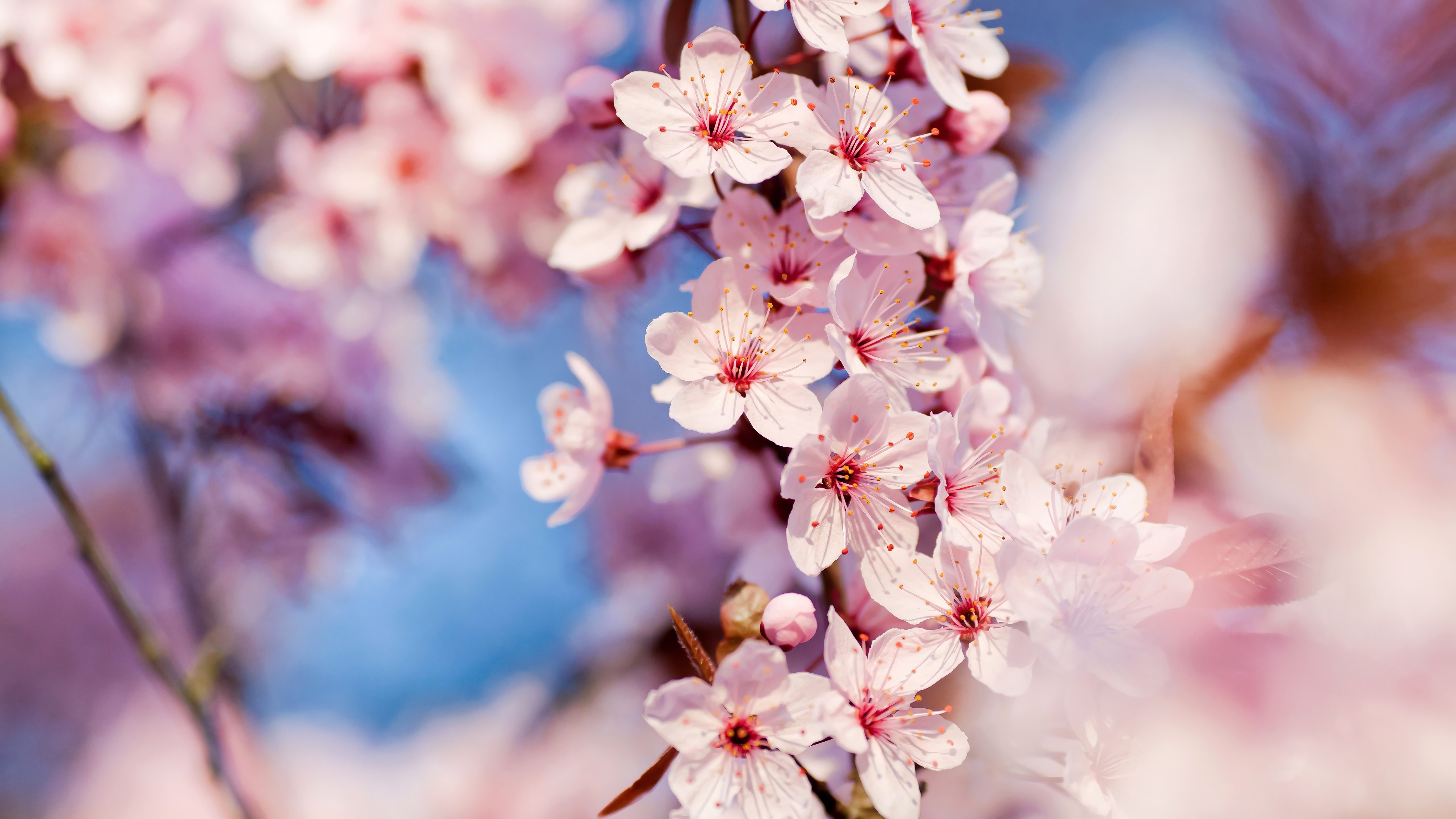 White Flower Nature 4K Wallpaper