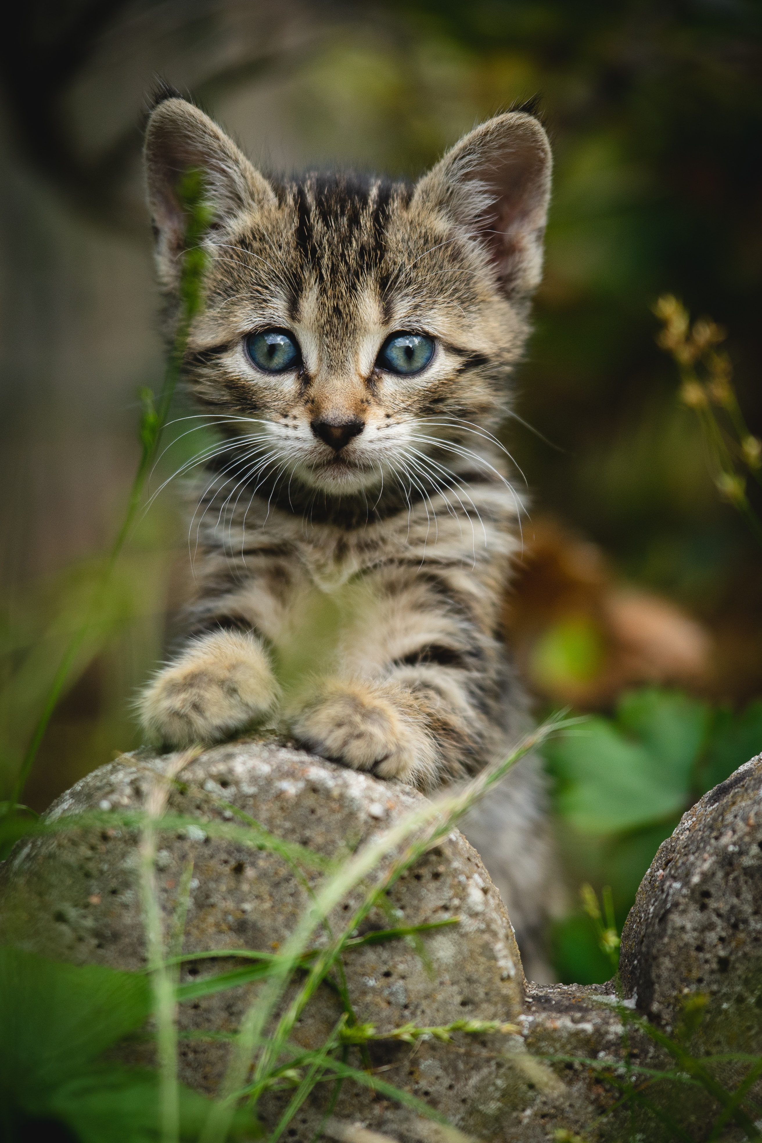 Download Cat wallpaper for mobile