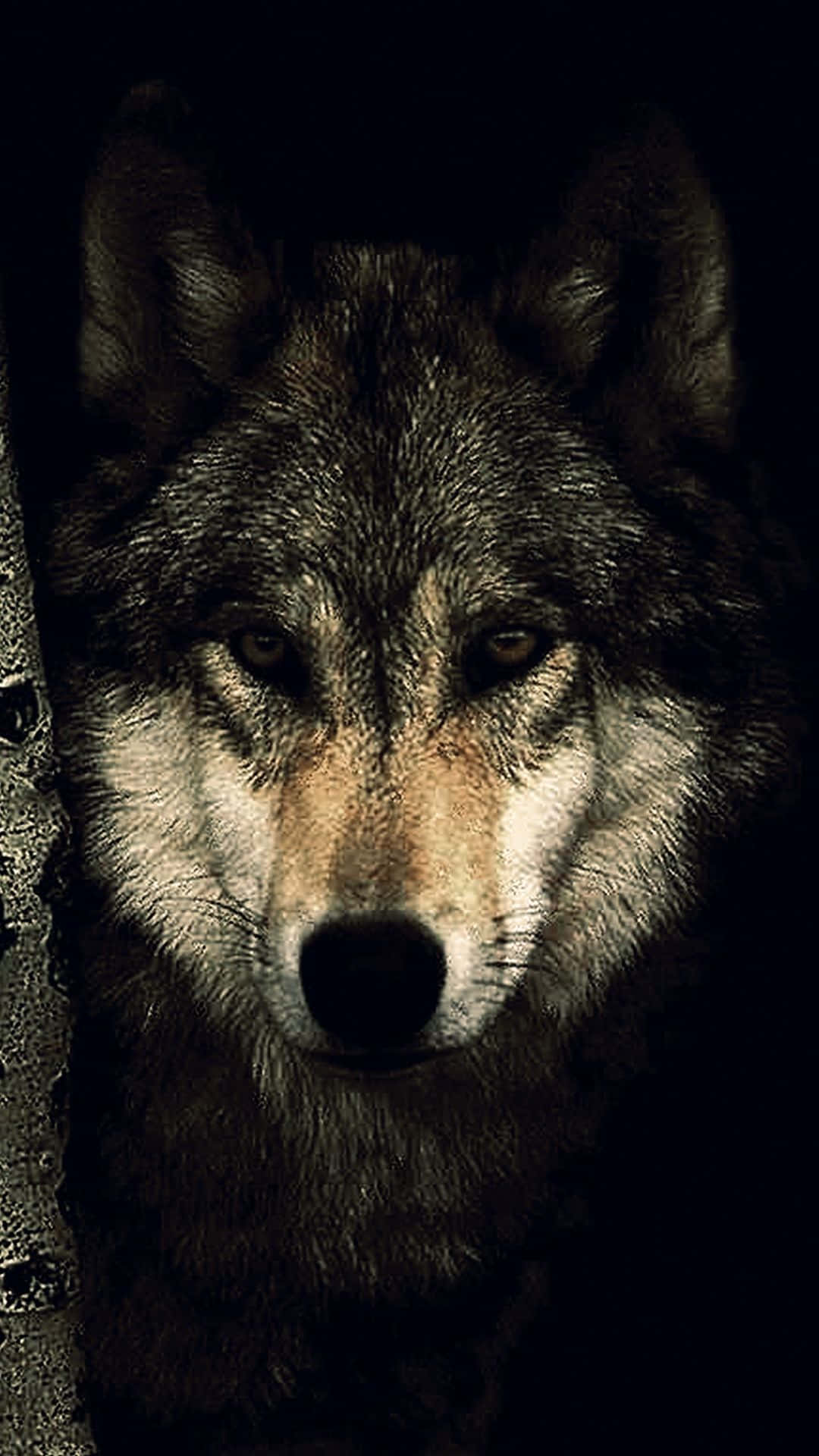Wolf Phone Wallpaper