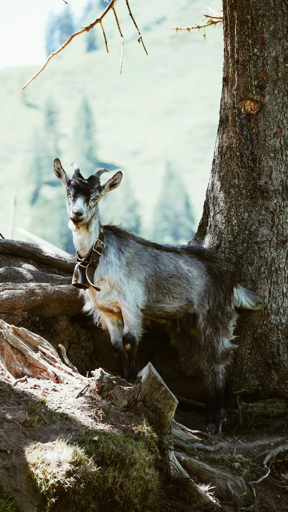 Goat Wallpaper Picture. Download Free