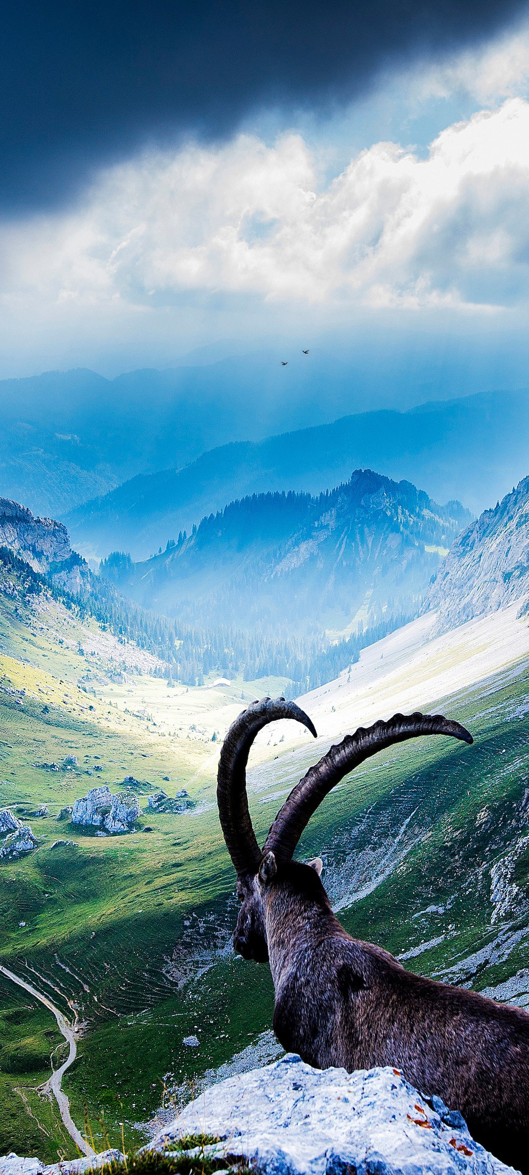 Mount Pilatus Wallpaper 4K, Goat