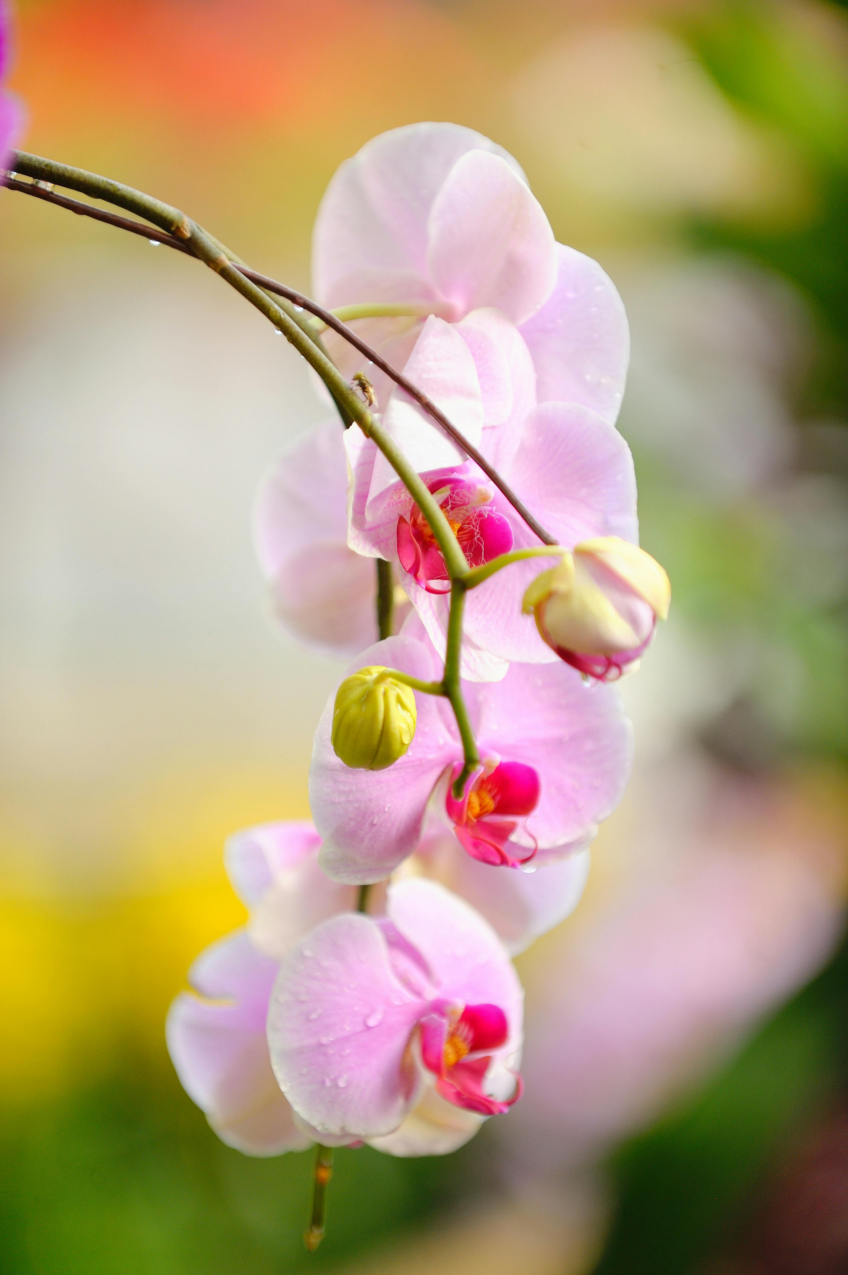 Orchid Photo, Download The BEST Free