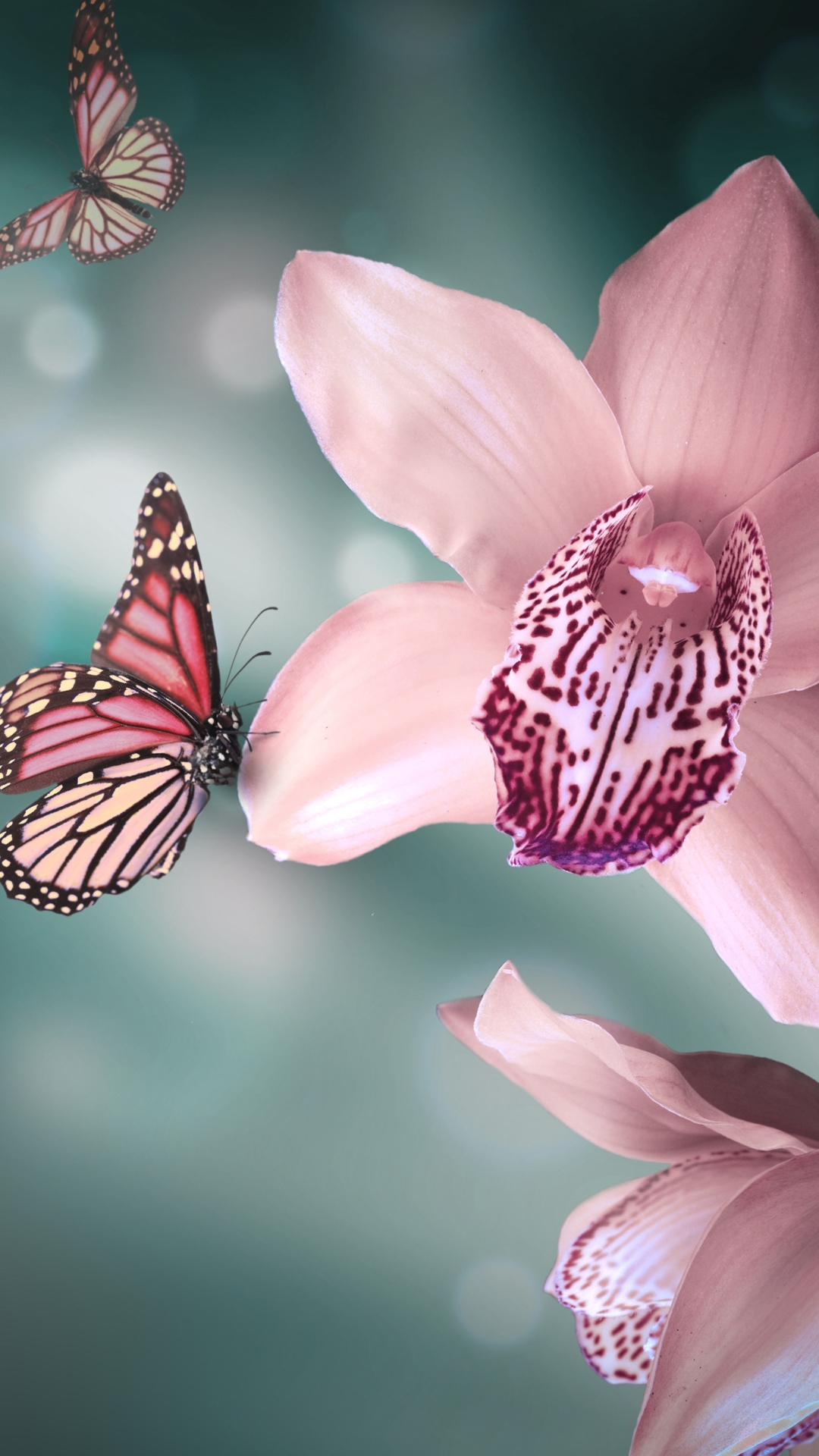 Orchid iPhone Wallpaper