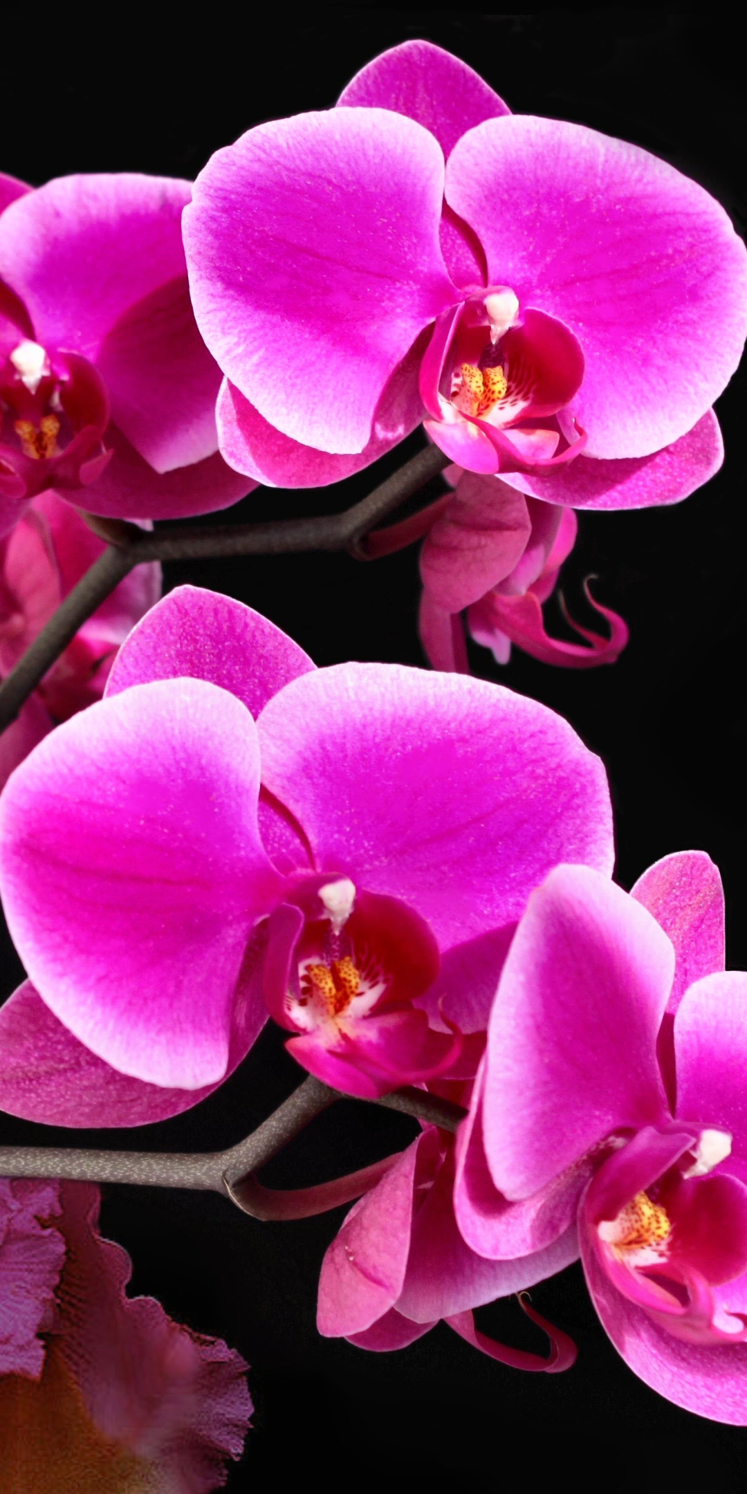 Download Orchid wallpaper for mobile