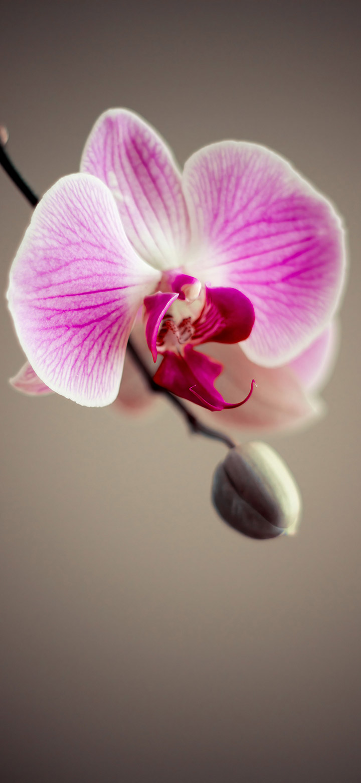 Beautiful Orchid Flower 4K Phone Wallpaper