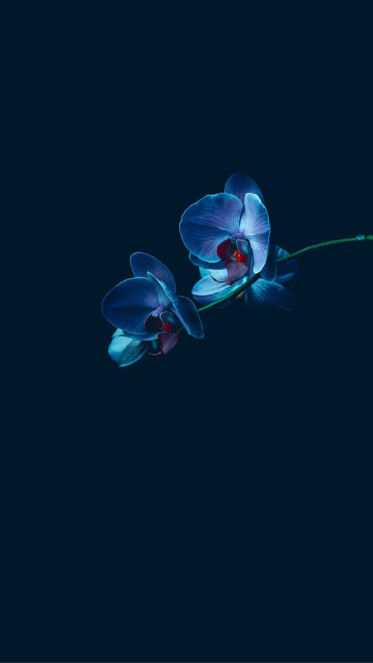 Orchid 01 Background Phone Wallpaper