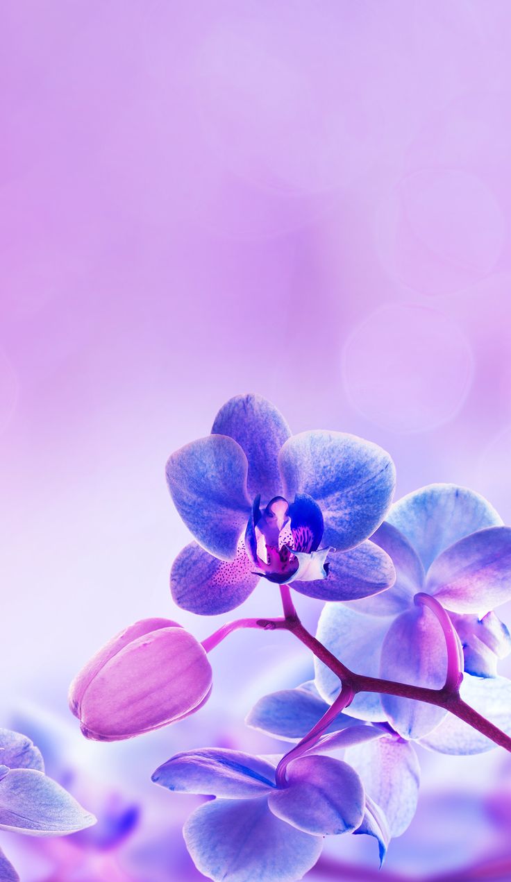 Purple flowers wallpaper, Orchid