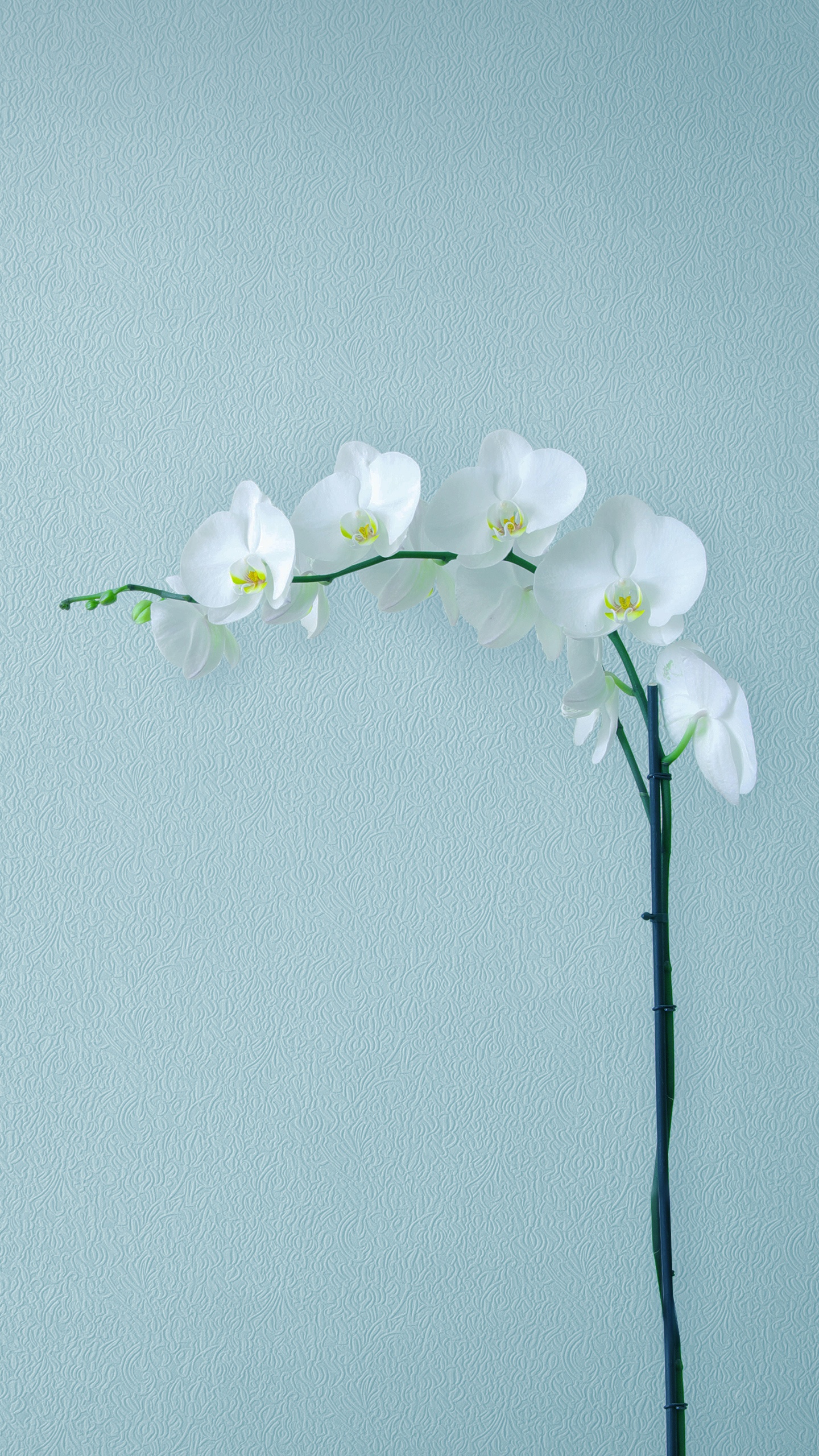White Orchids Wallpaper 4K, Orchid